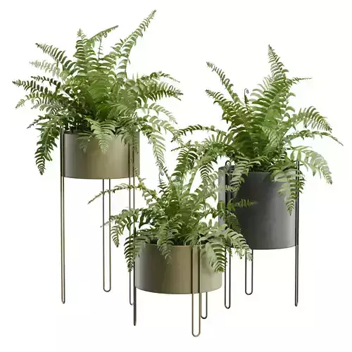 Sword Fern Plant Set