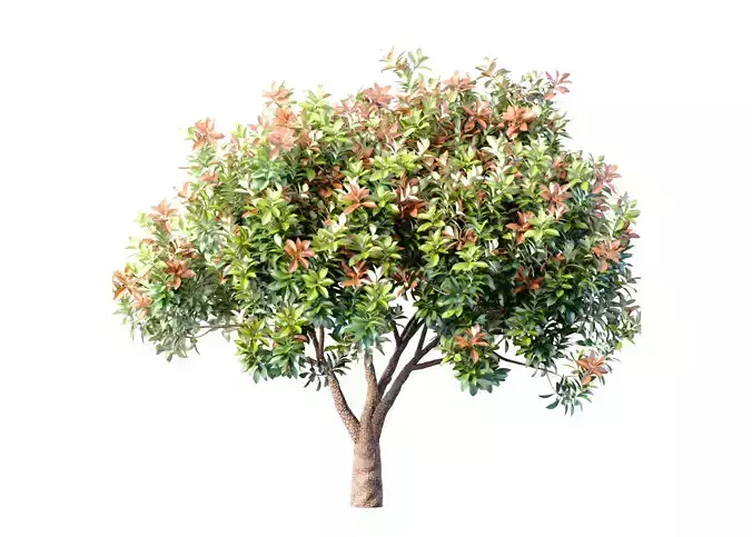 Decorative Evergreen Beautiful Garden Outdoor Tree Shrub