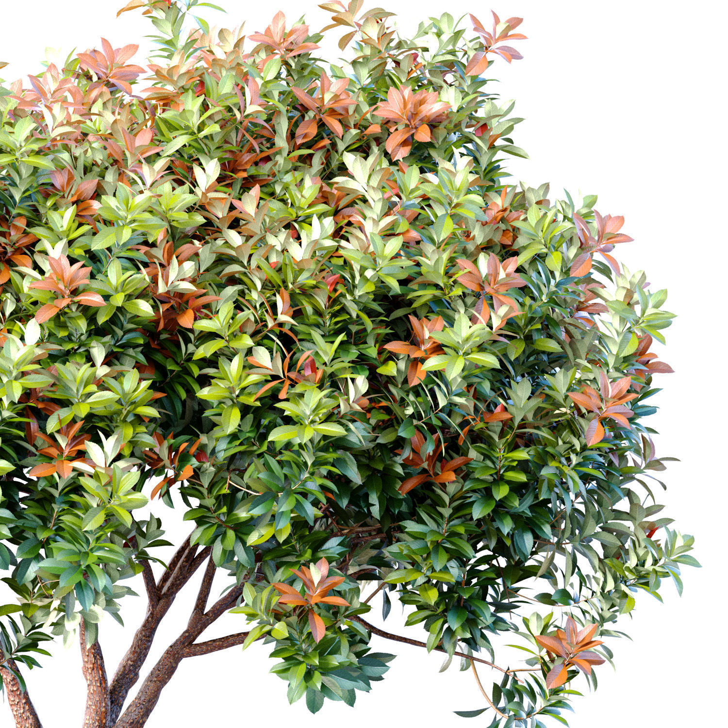 Decorative Evergreen Beautiful Garden Outdoor Tree Shrub 3D model_1