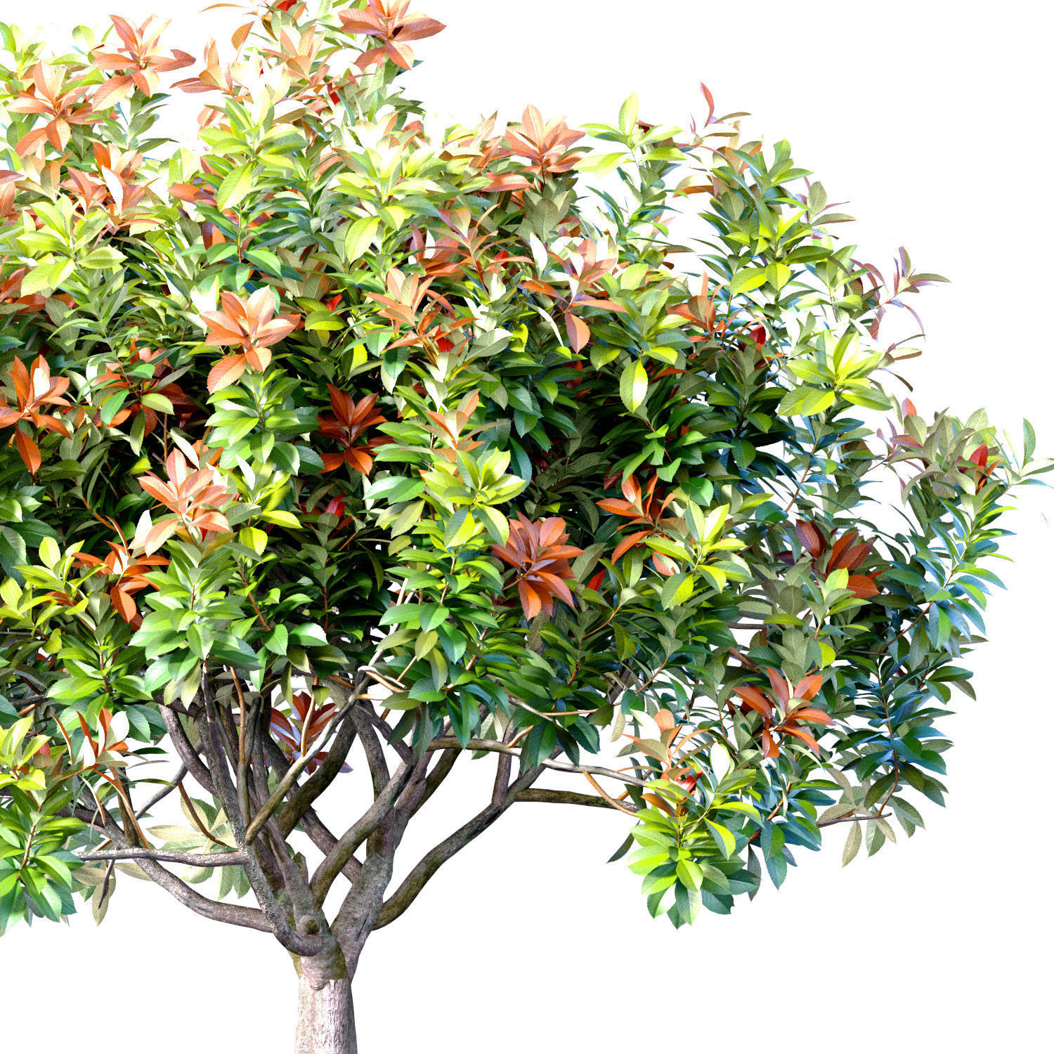 Decorative flowering garden tree shrub in a pot pot vase urn  3D model_1
