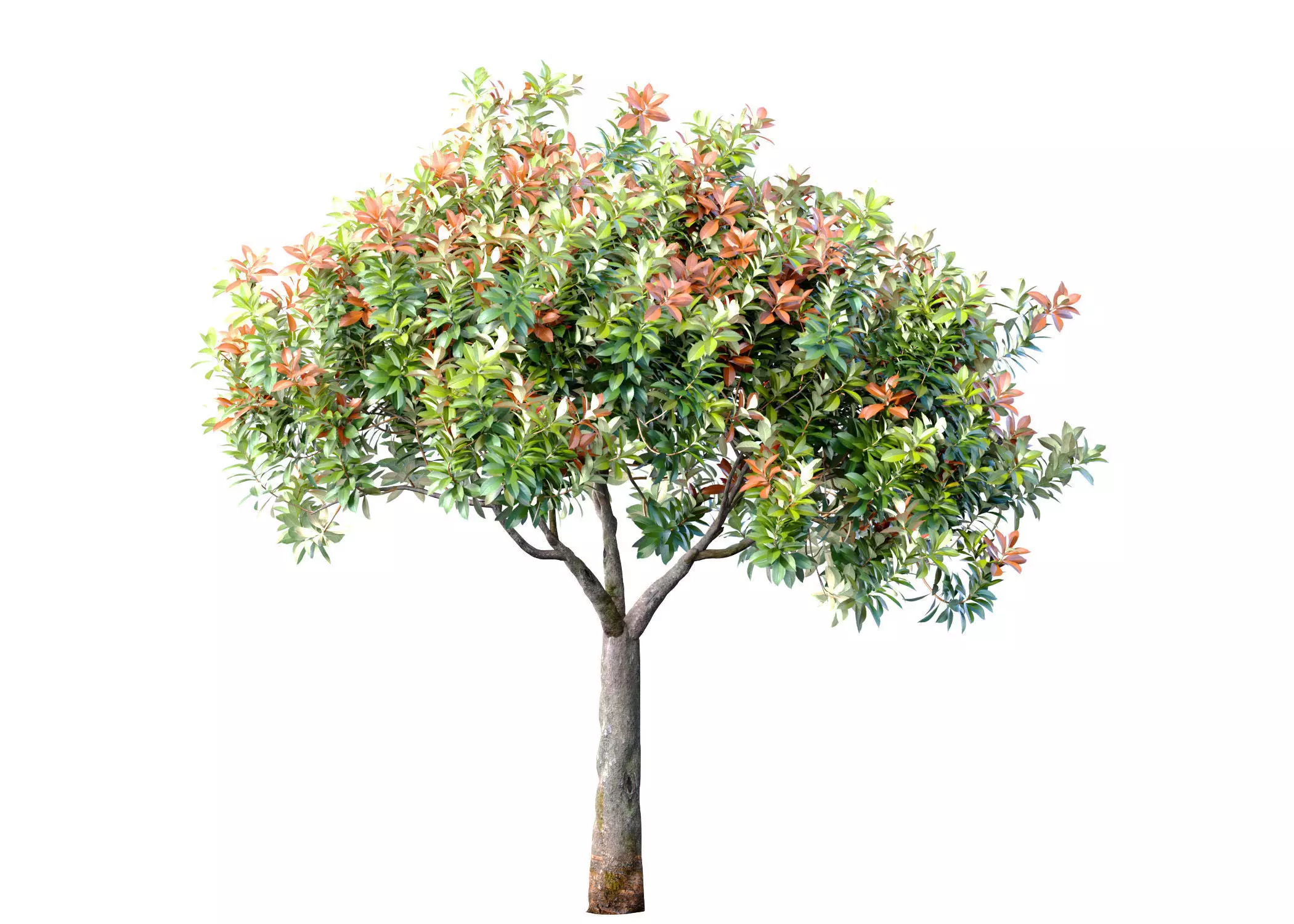 Decorative Evergreen Beautiful Garden Outdoor Tree Shrub 3D model_0