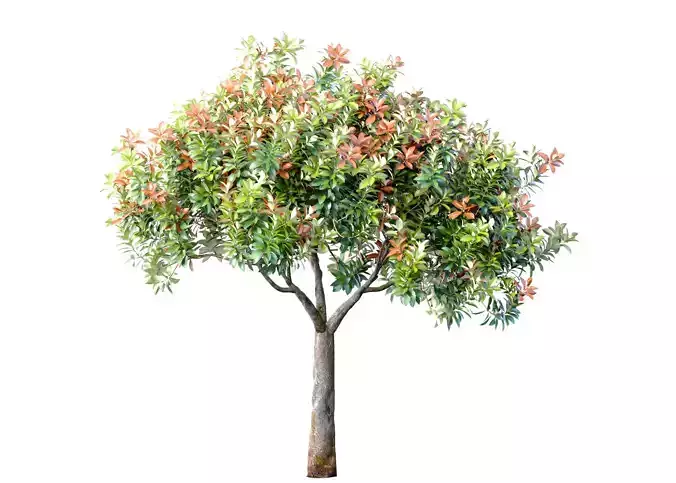 Decorative Evergreen Beautiful Garden Outdoor Tree Shrub