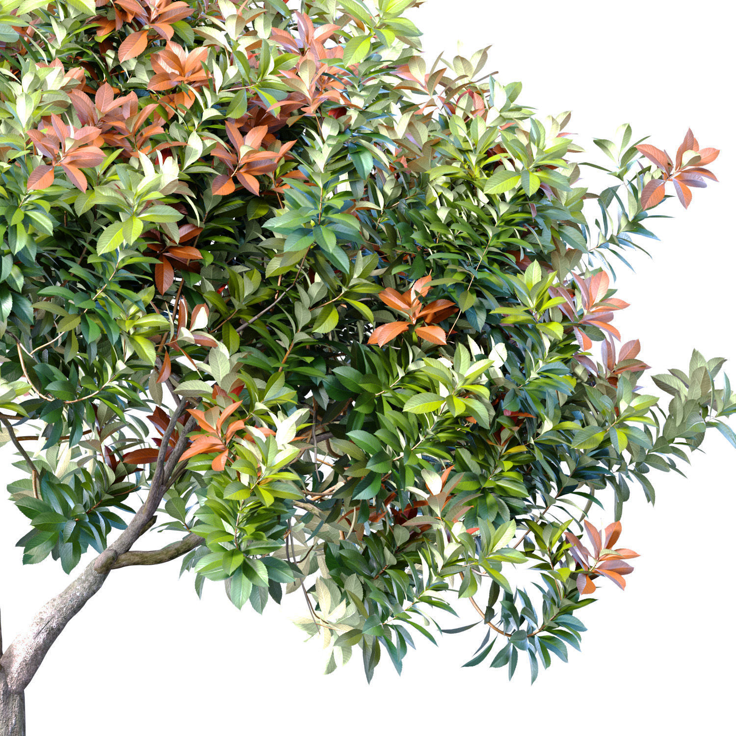 Decorative Evergreen Beautiful Garden Outdoor Tree Shrub 3D model_1