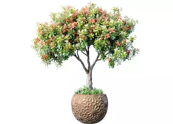 Decorative flowering garden tree in a pot flowerpot urn