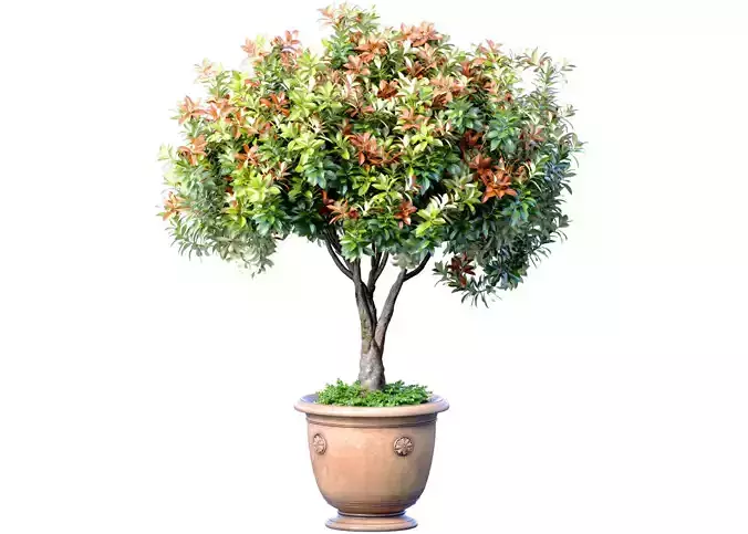 Decorative flowering garden tree in a classic flowerpot
