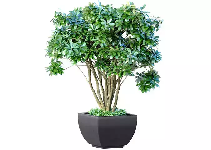 Decorative garden Money tree in a modern potted flowerpot