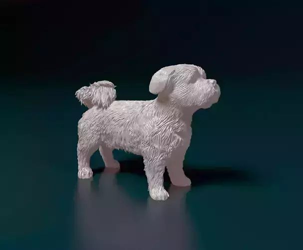 Havanese dog