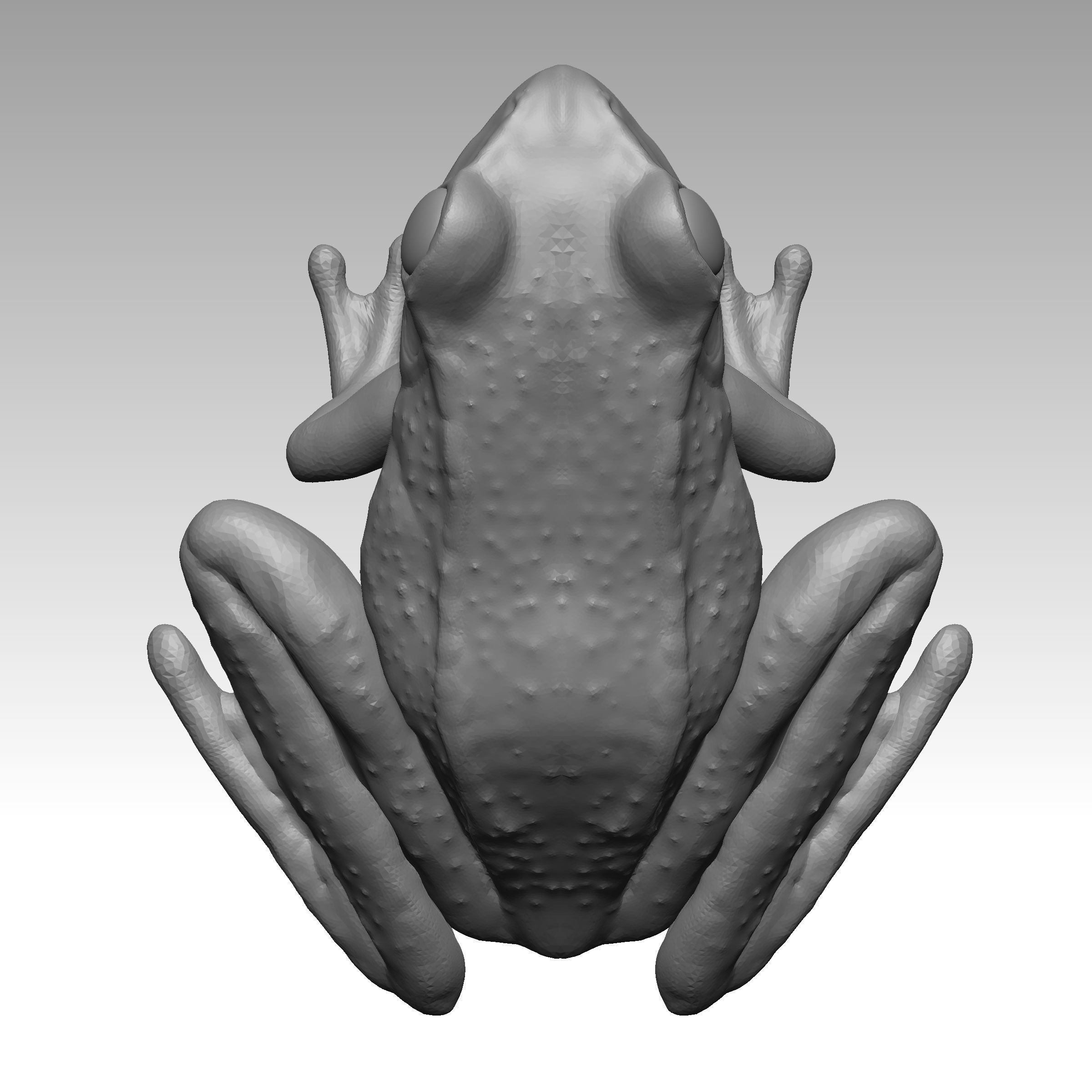 Rana  - frog 3D print model_4