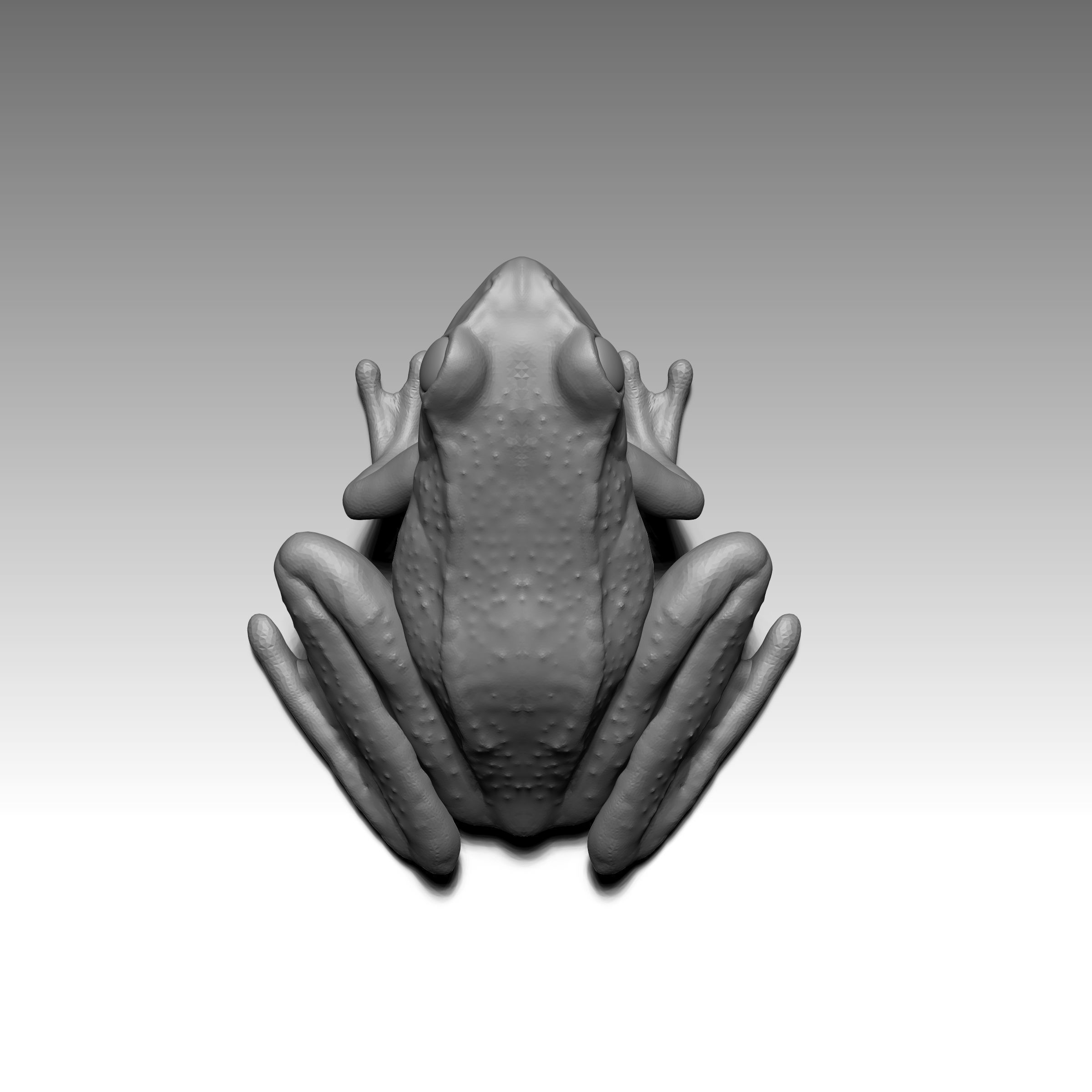 Rana  - frog 3D print model_2