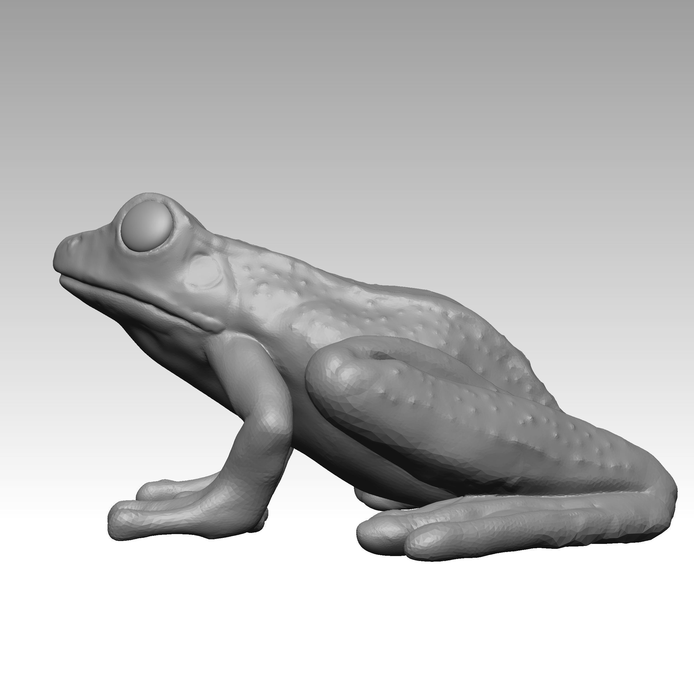 Rana  - frog 3D print model_3