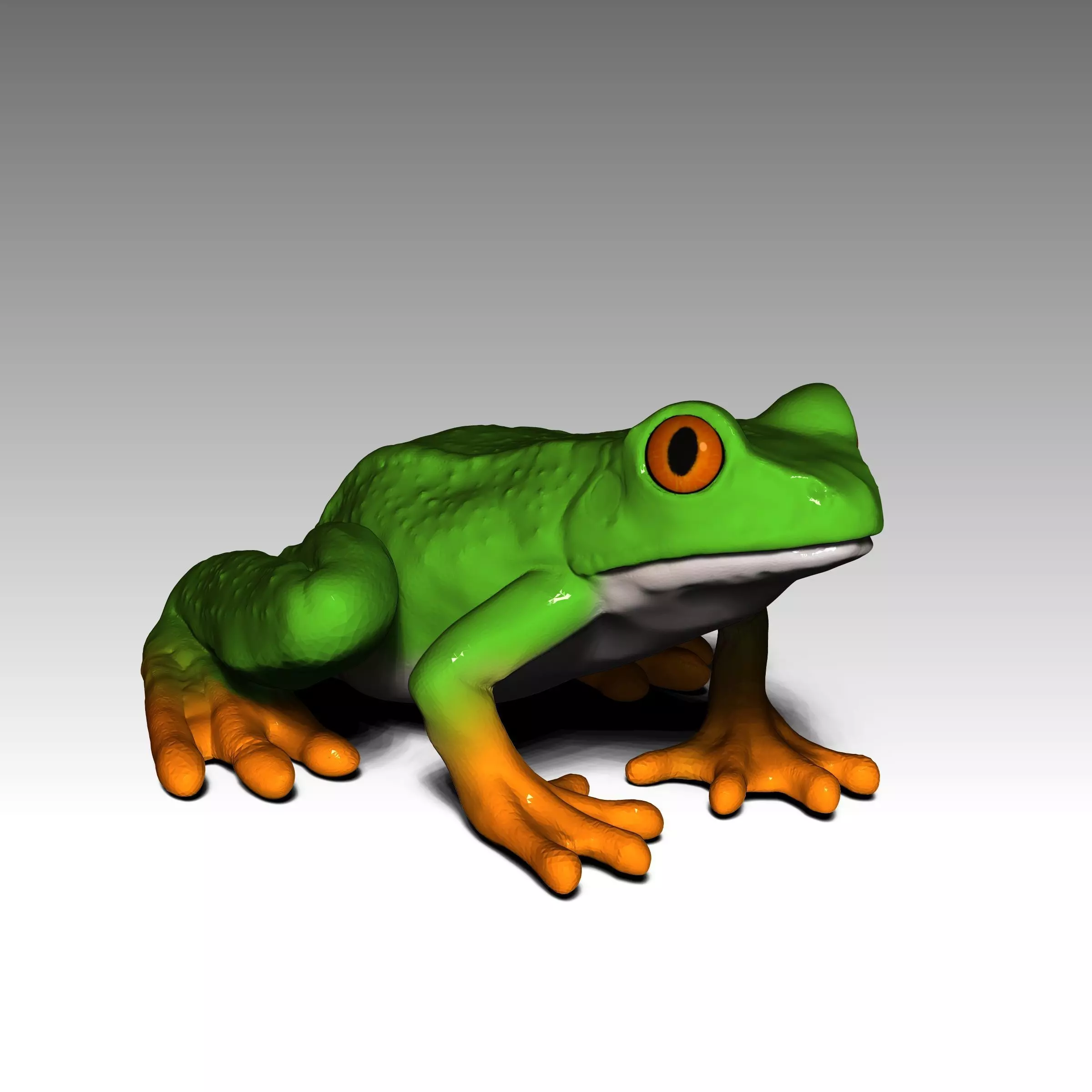 Rana  - frog 3D print model_0