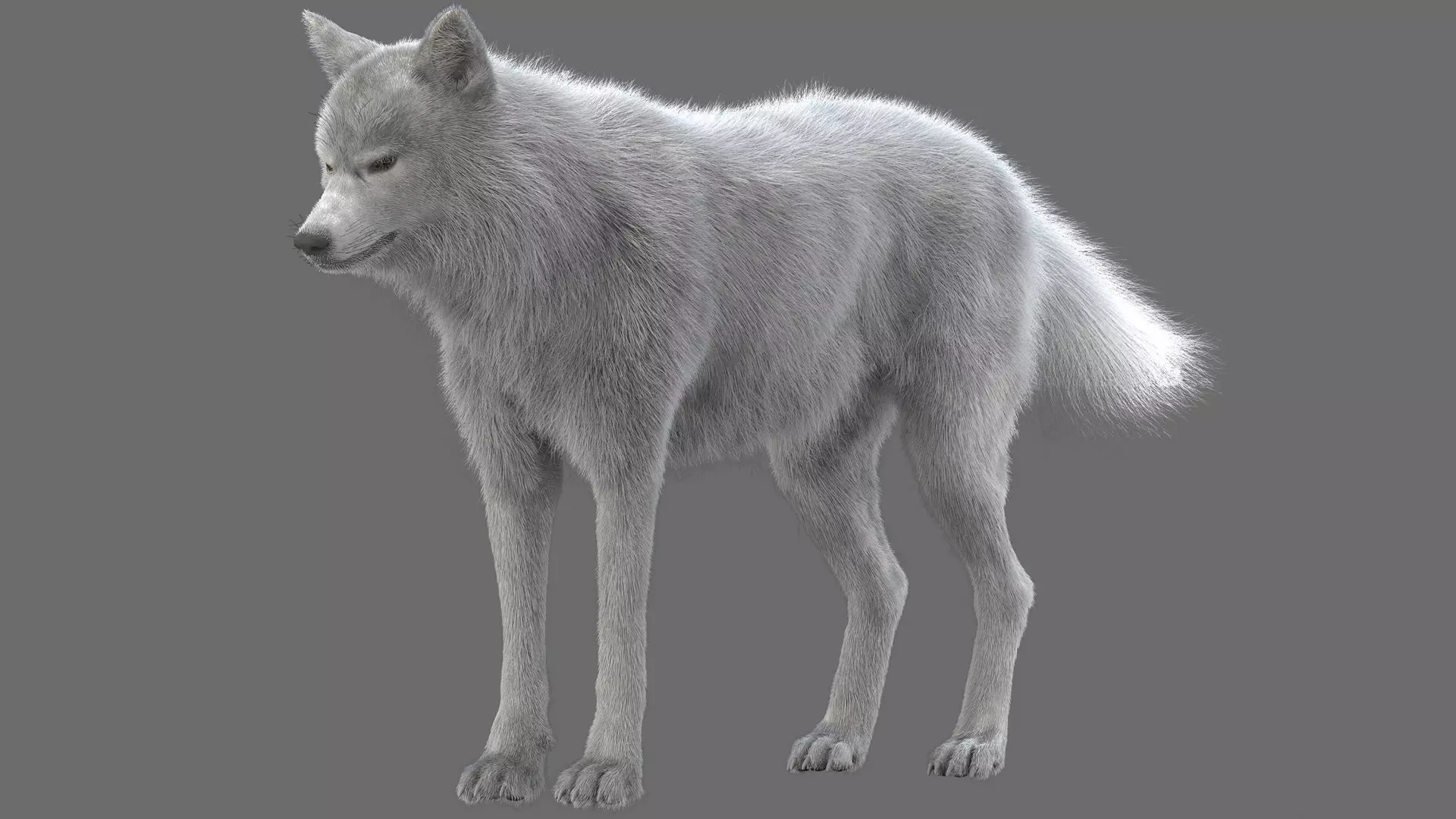 WhiteWolf 3D model_0