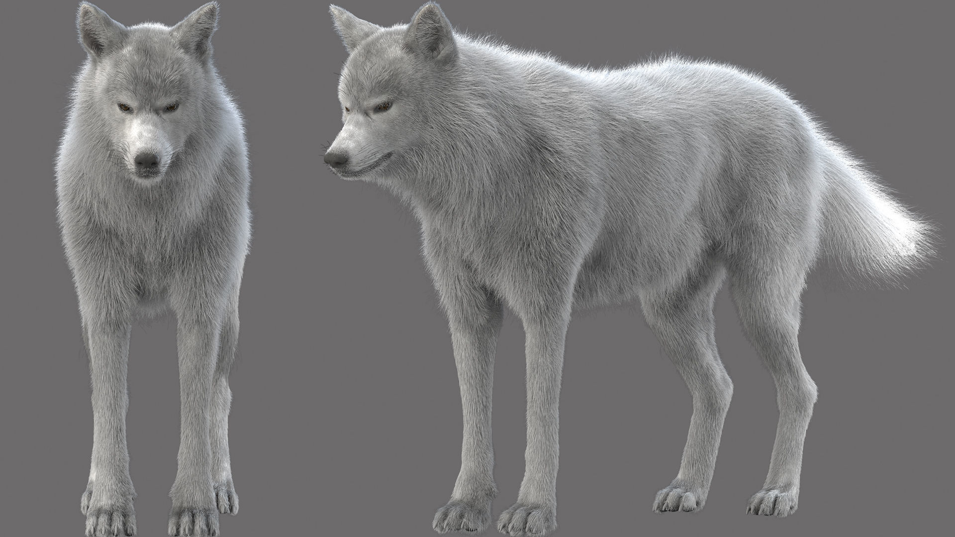 WhiteWolf 3D model_3
