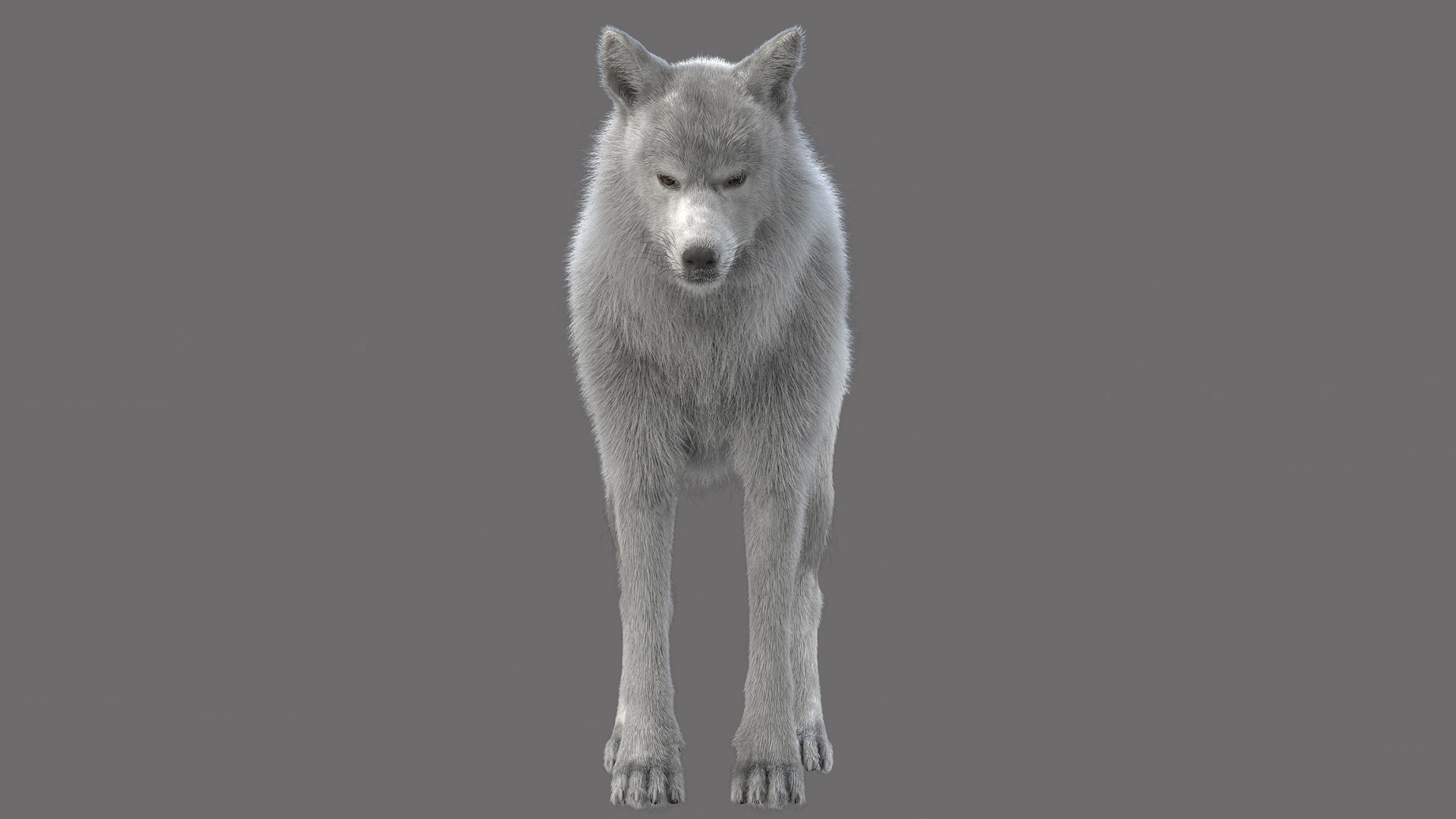 WhiteWolf 3D model_1