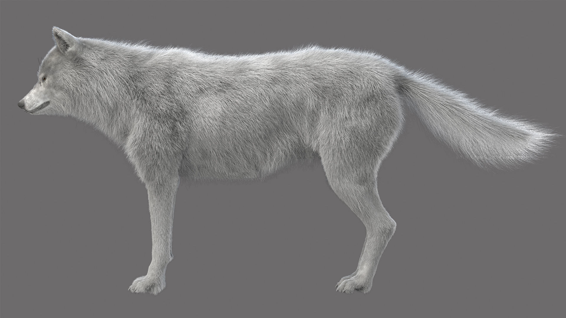 WhiteWolf 3D model_2