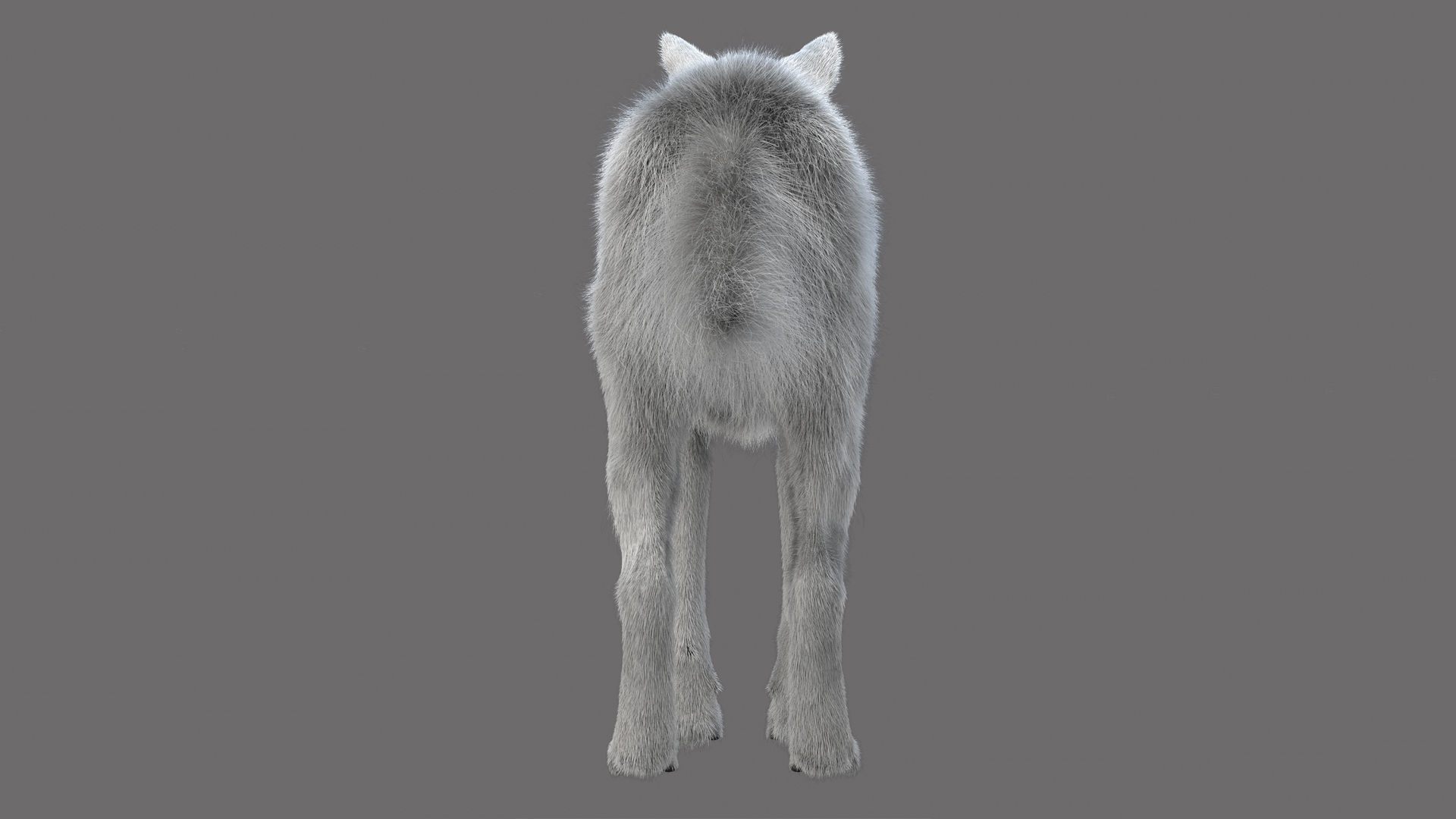 WhiteWolf 3D model_4