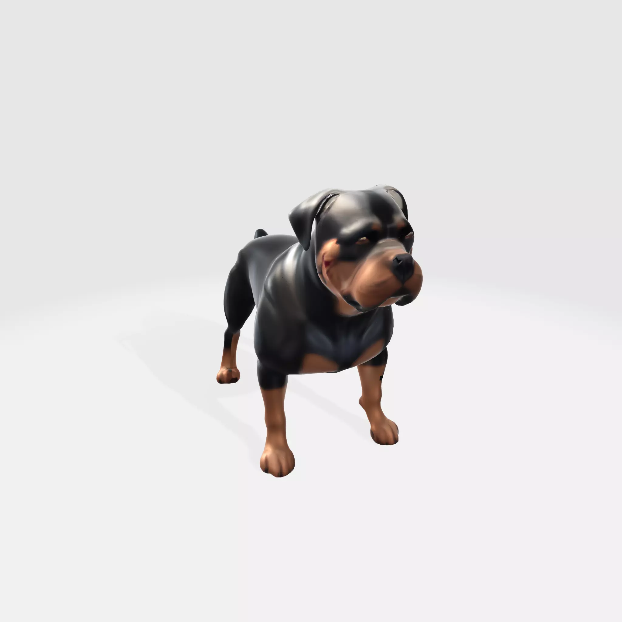 Muscular Rottweiler 3D model