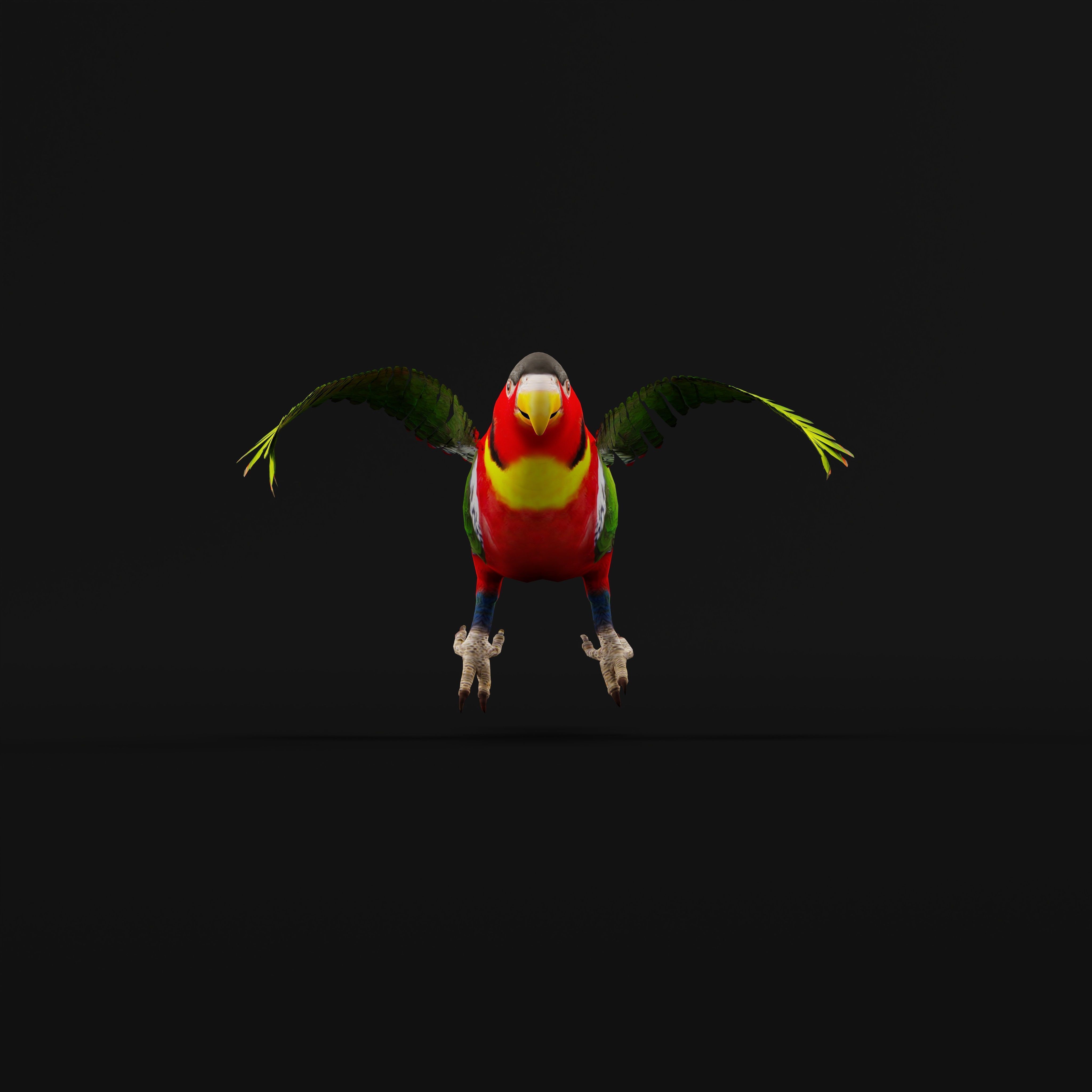 Yellow Bibbed Lory Parrot Bird Low-poly 3D model_11