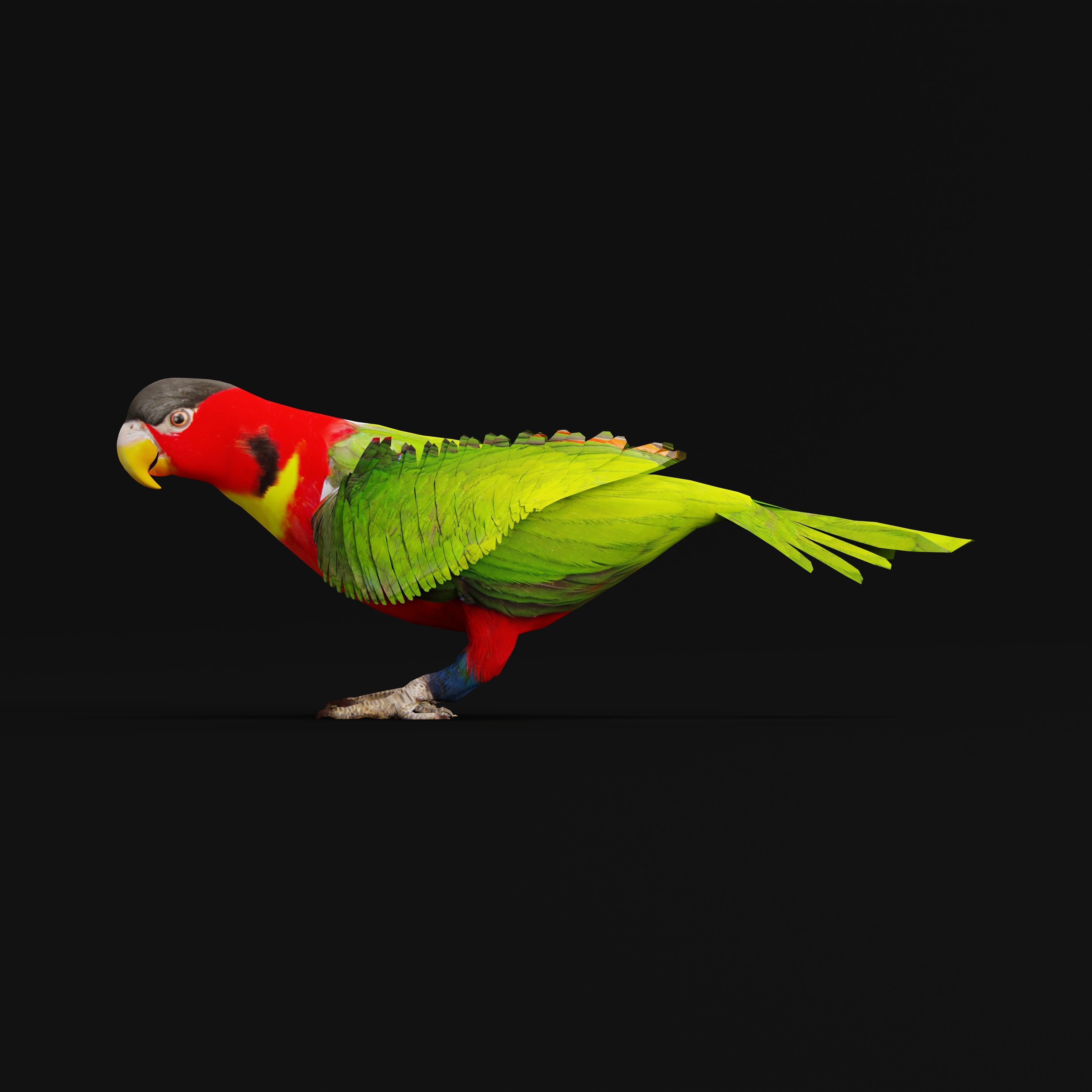 Yellow Bibbed Lory Parrot Bird Low-poly 3D model_5