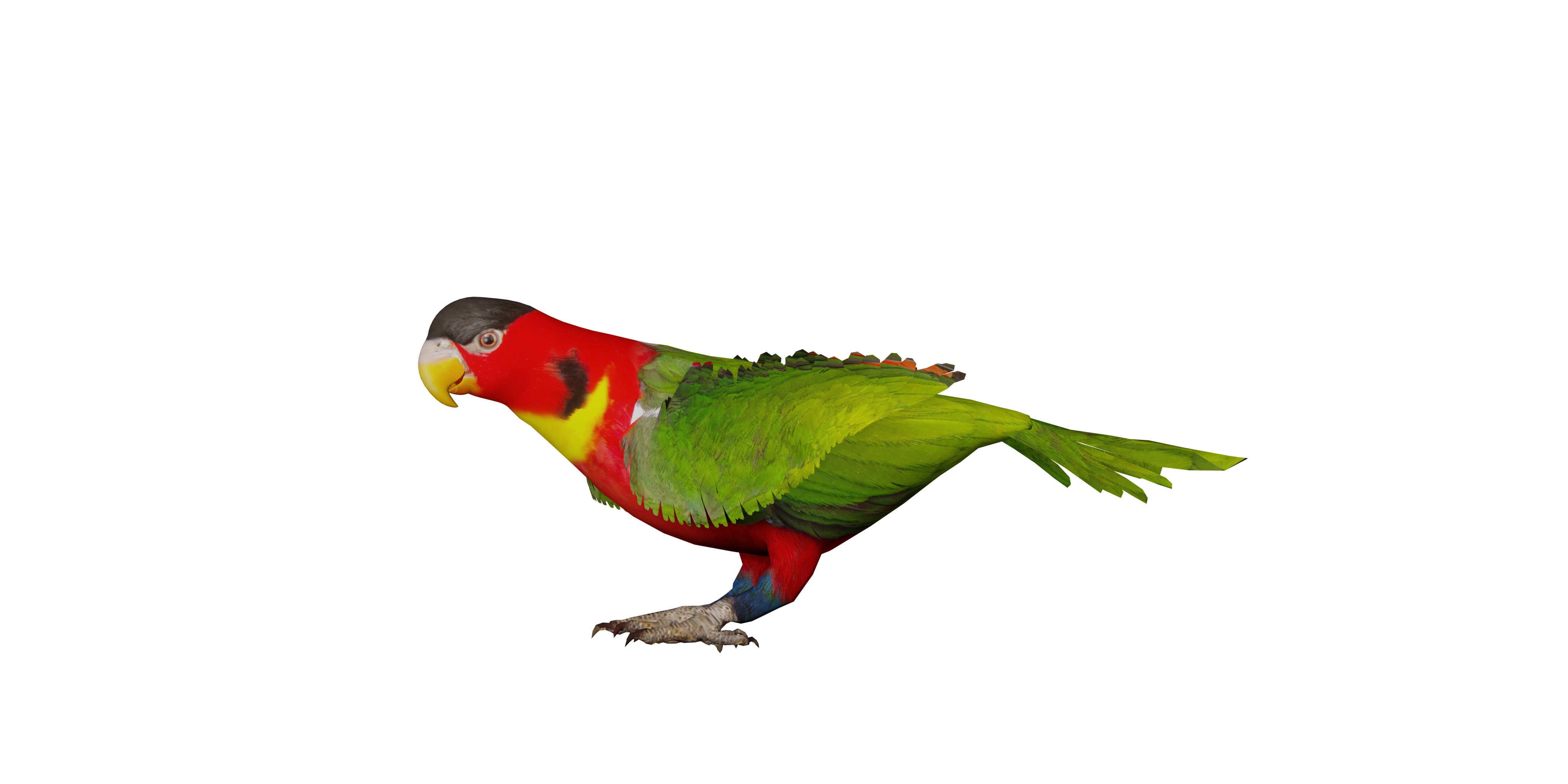 Yellow Bibbed Lory Parrot Bird Low-poly 3D model_3