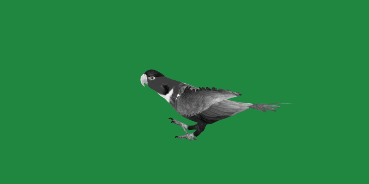 Yellow Bibbed Lory Parrot Bird Low-poly 3D model_21