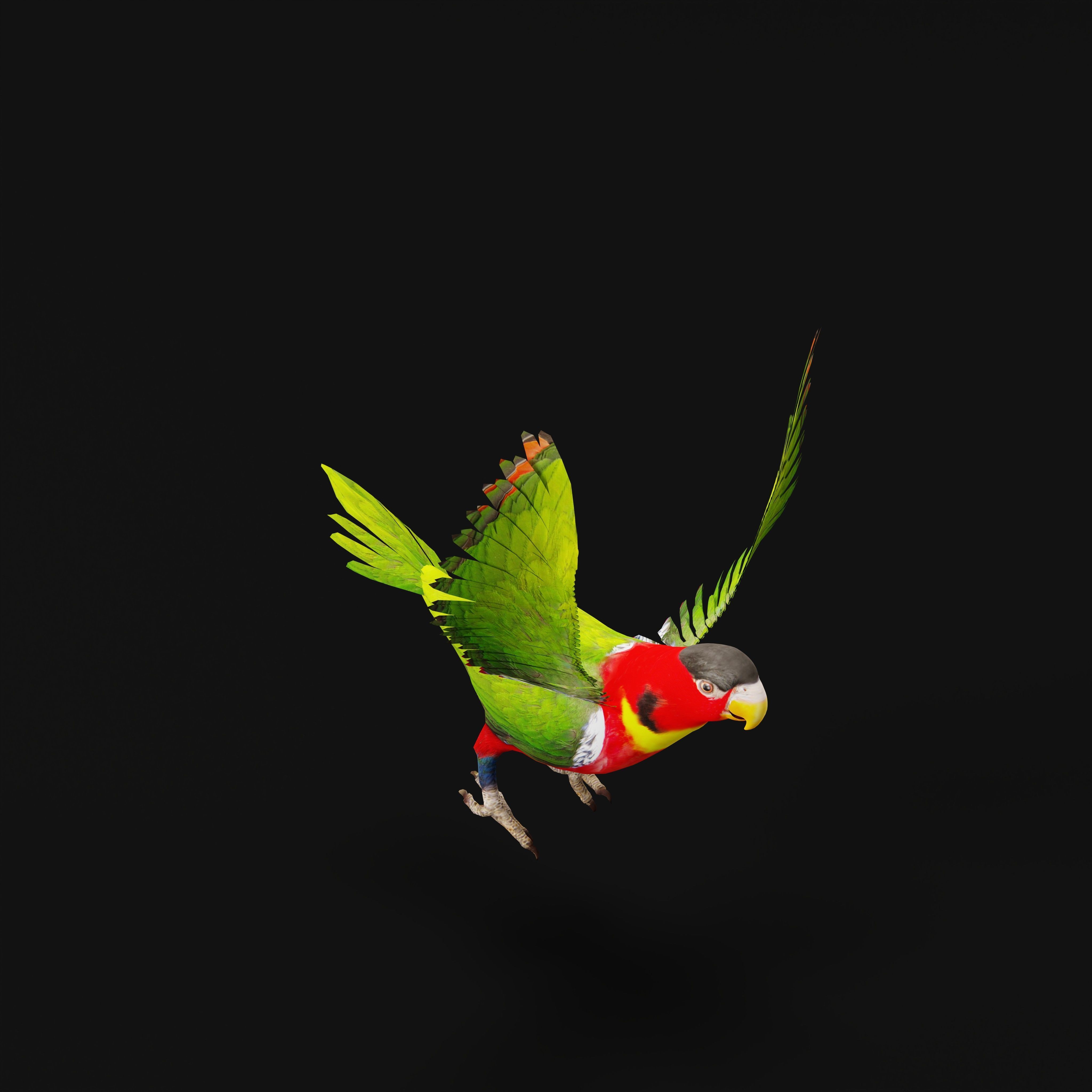 Yellow Bibbed Lory Parrot Bird Low-poly 3D model_8