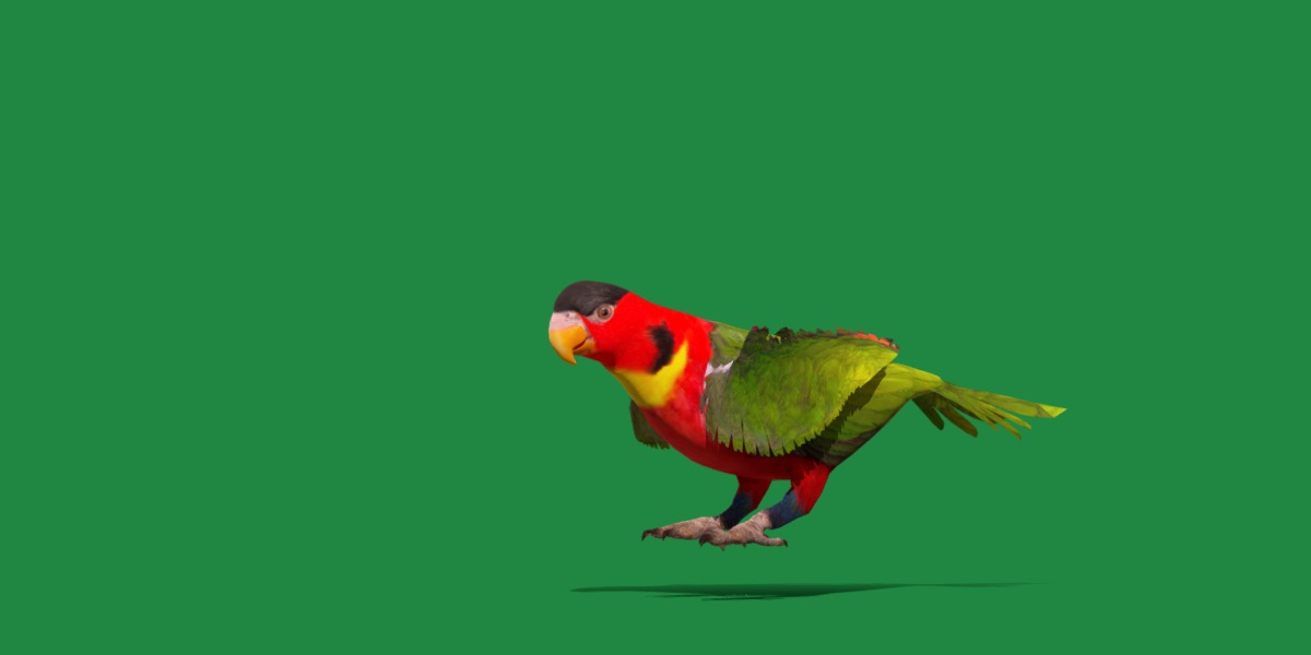 Yellow Bibbed Lory Parrot Bird Low-poly 3D model_38