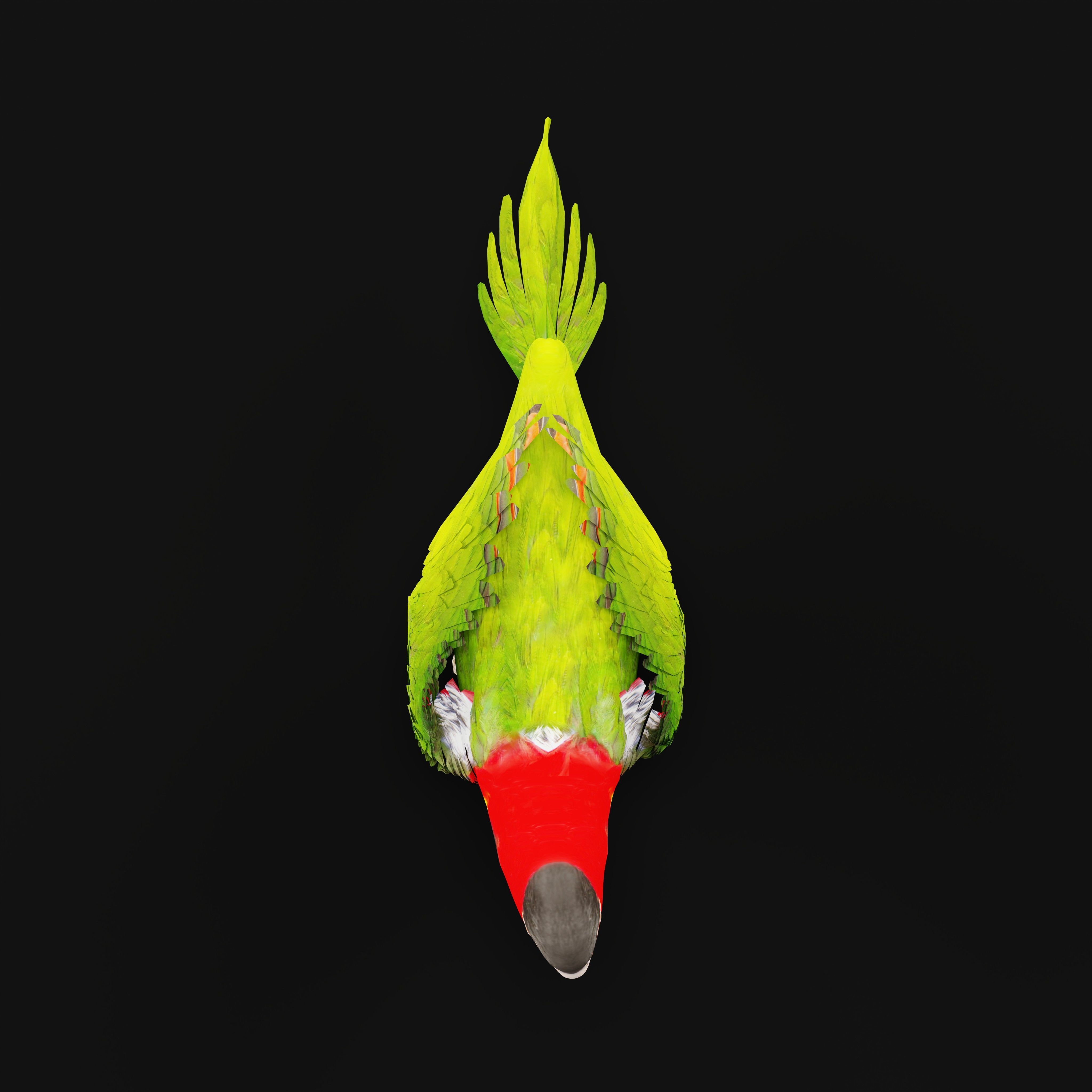 Yellow Bibbed Lory Parrot Bird Low-poly 3D model_6