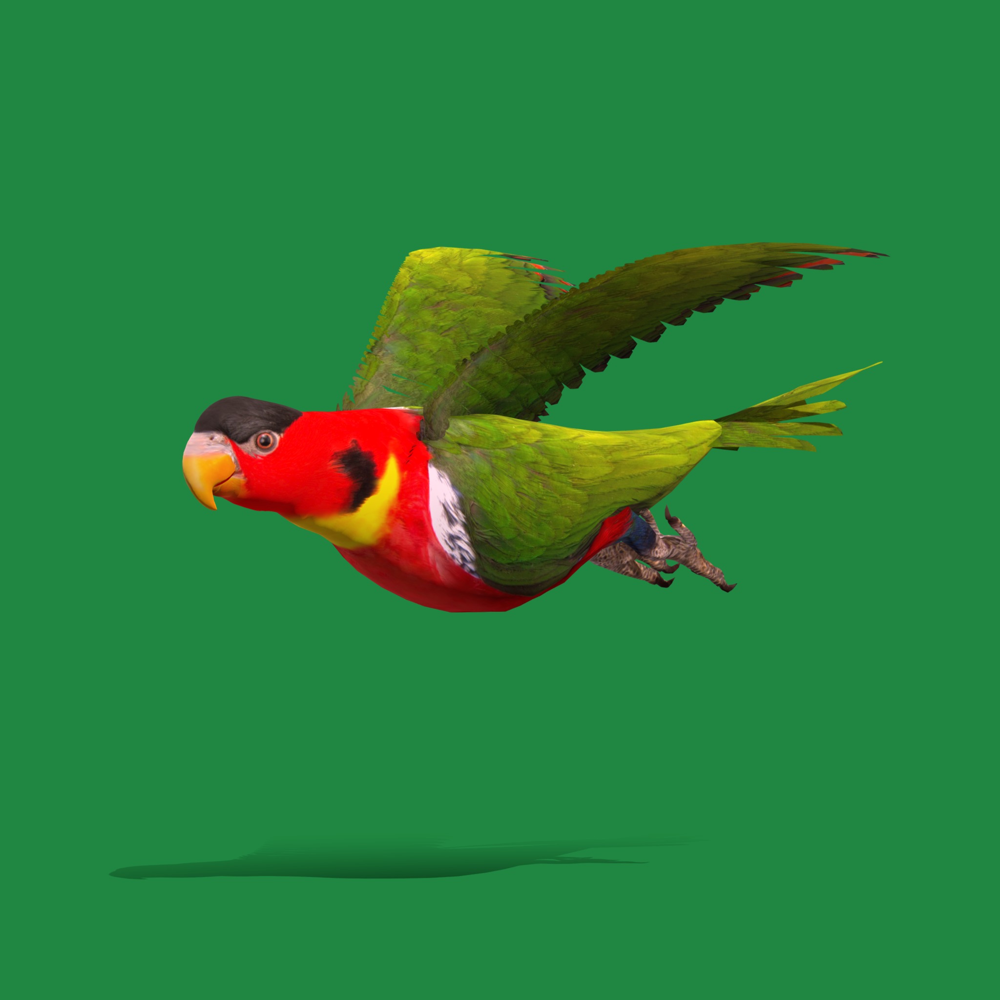 Yellow Bibbed Lory Parrot Bird Low-poly 3D model_41