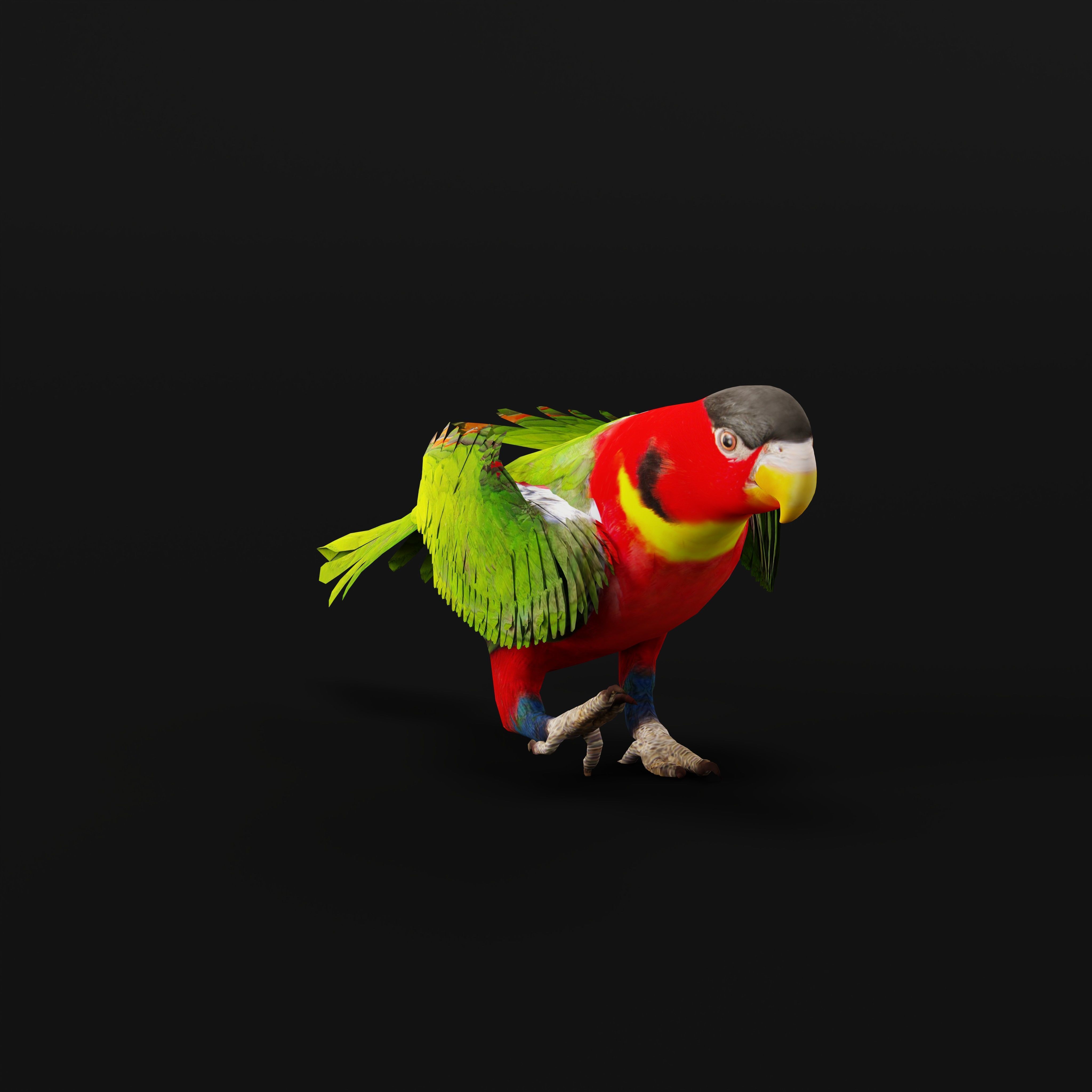 Yellow Bibbed Lory Parrot Bird Low-poly 3D model_7
