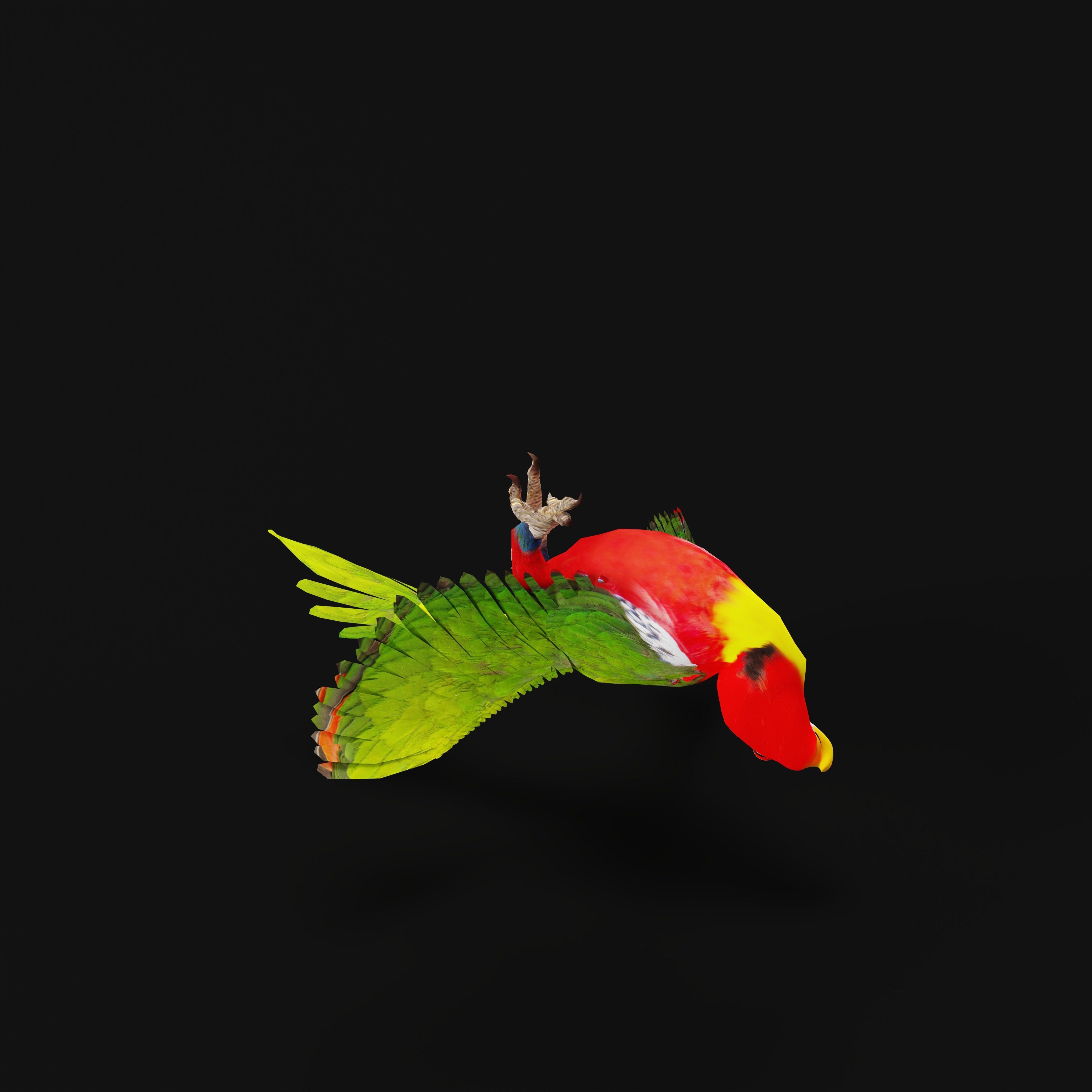 Yellow Bibbed Lory Parrot Bird Low-poly 3D model_13