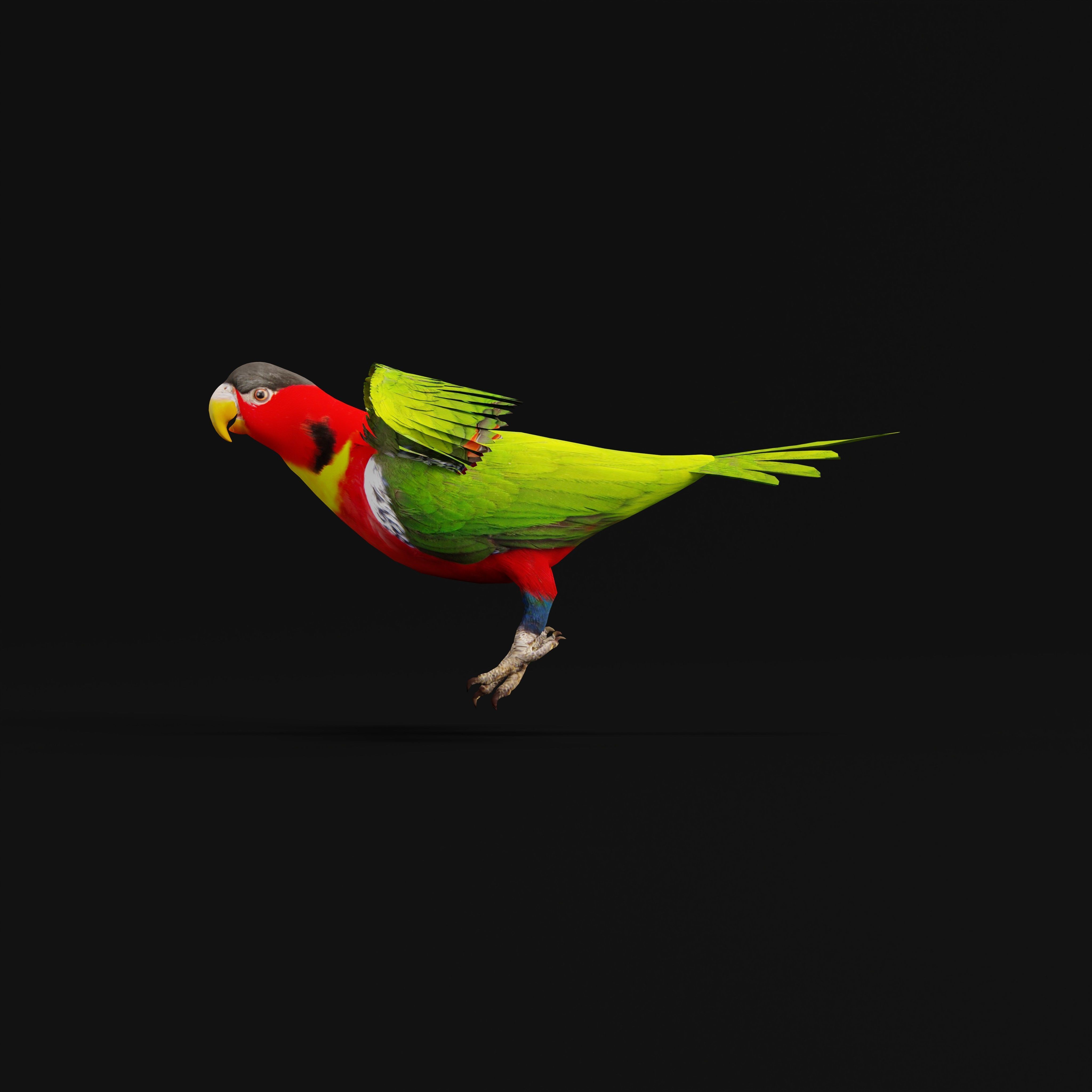 Yellow Bibbed Lory Parrot Bird Low-poly 3D model_10