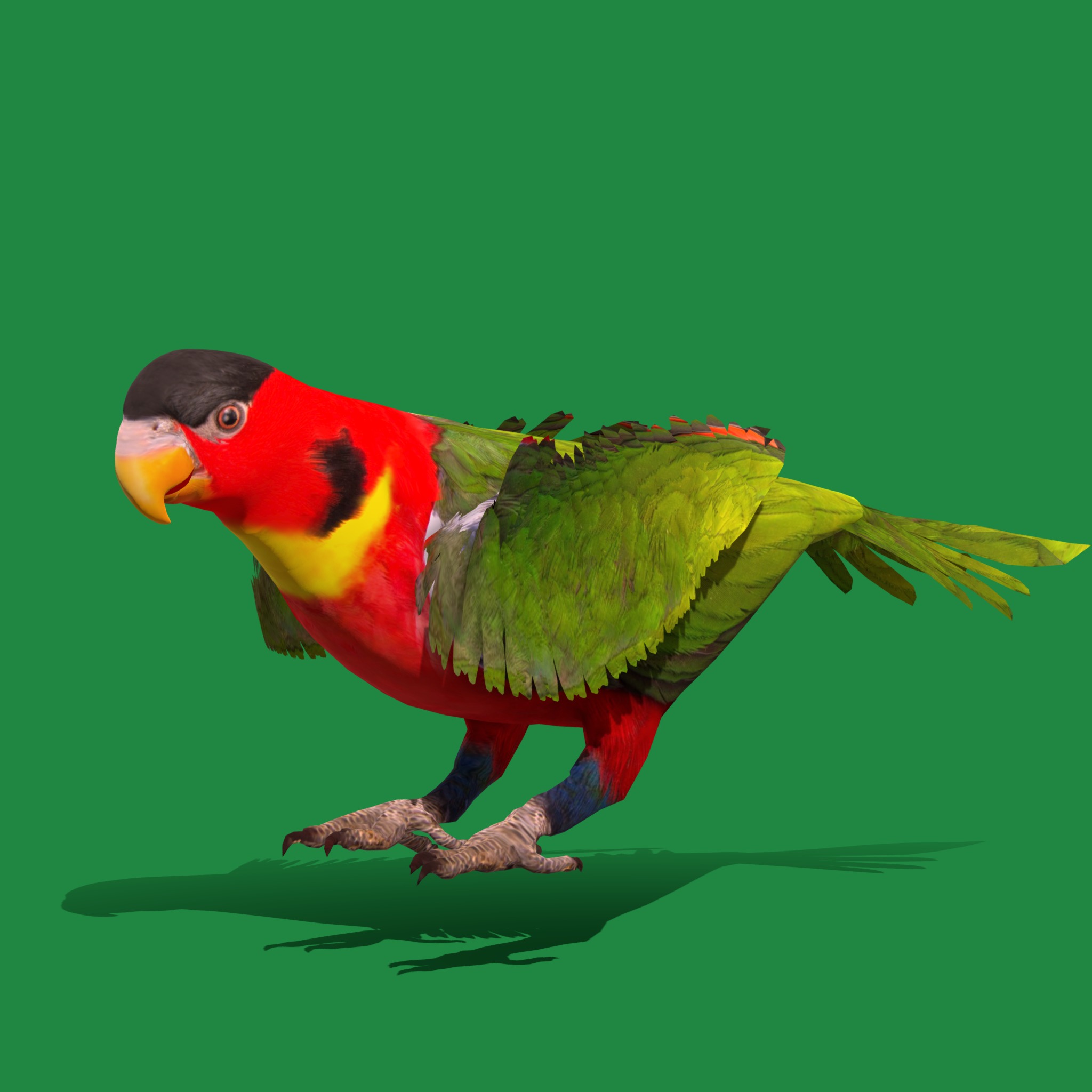 Yellow Bibbed Lory Parrot Bird Low-poly 3D model_40