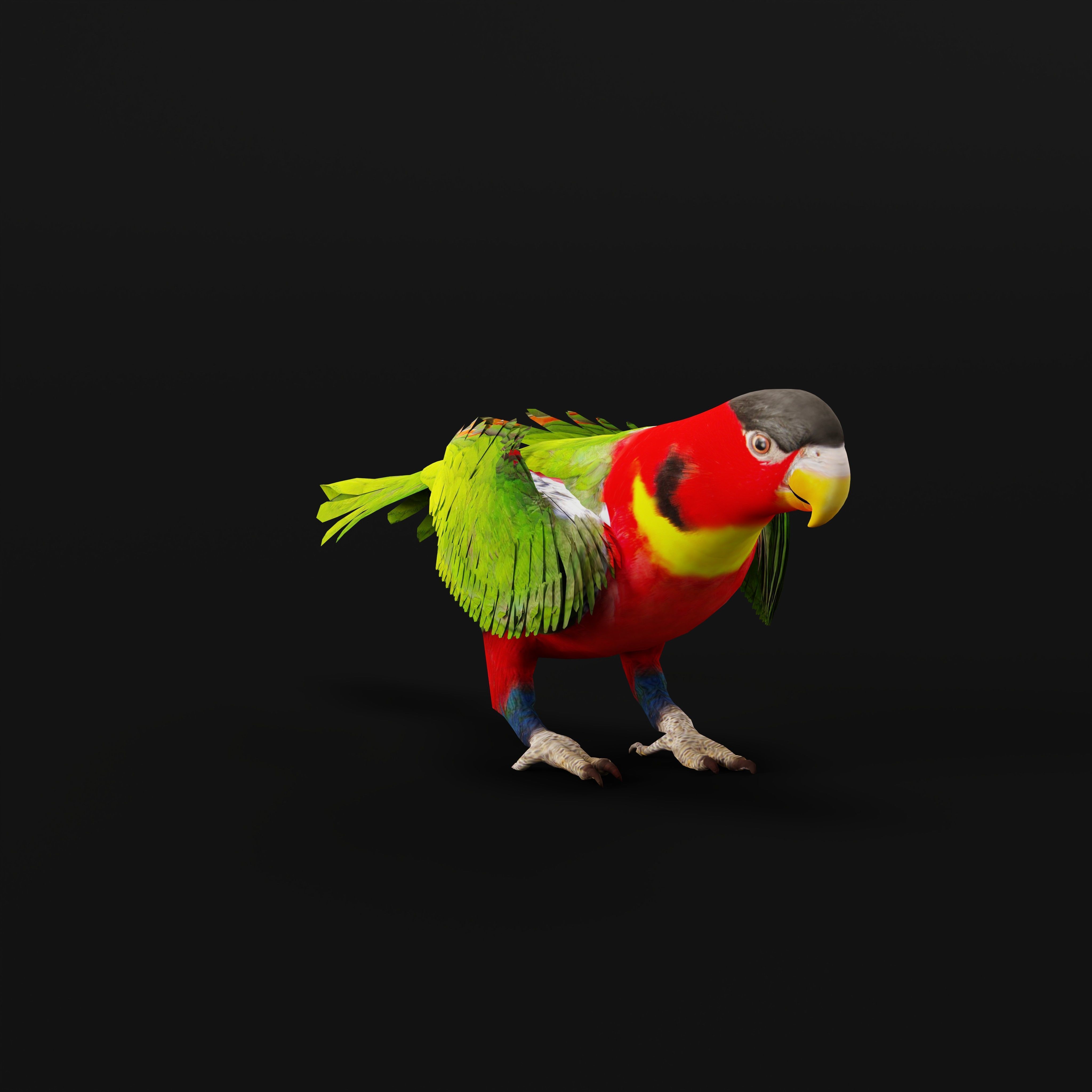 Yellow Bibbed Lory Parrot Bird Low-poly 3D model_4