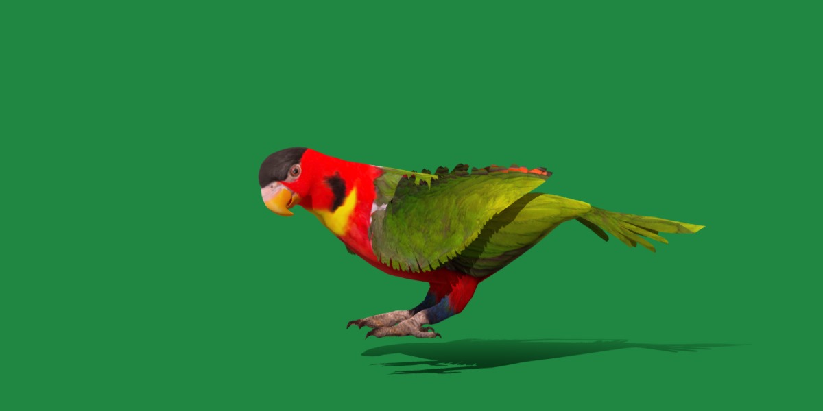 Yellow Bibbed Lory Parrot Bird Low-poly 3D model_48
