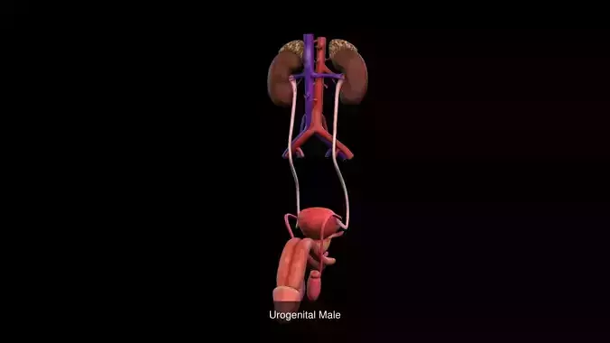 Anatomy-01 3D Model Collection