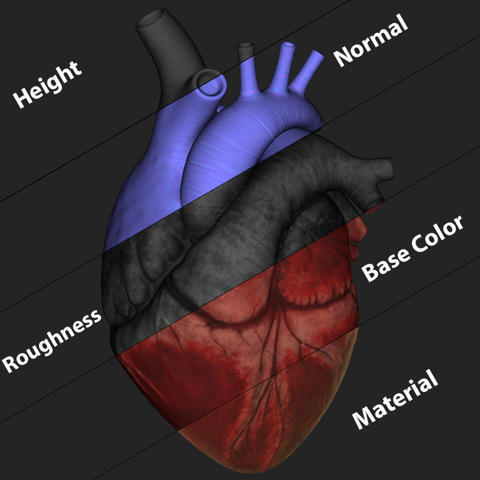 Human Heart 3D model_5