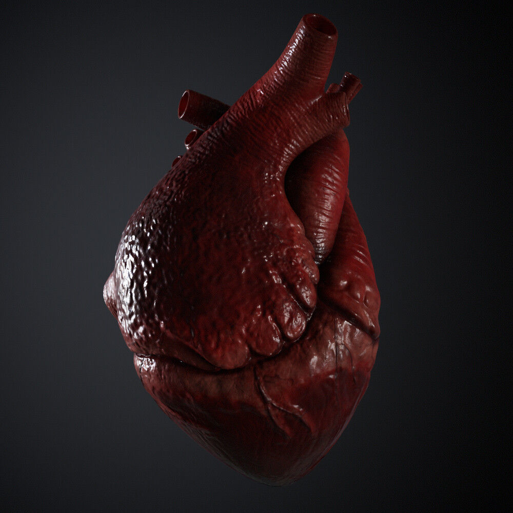 Human Heart 3D model_4