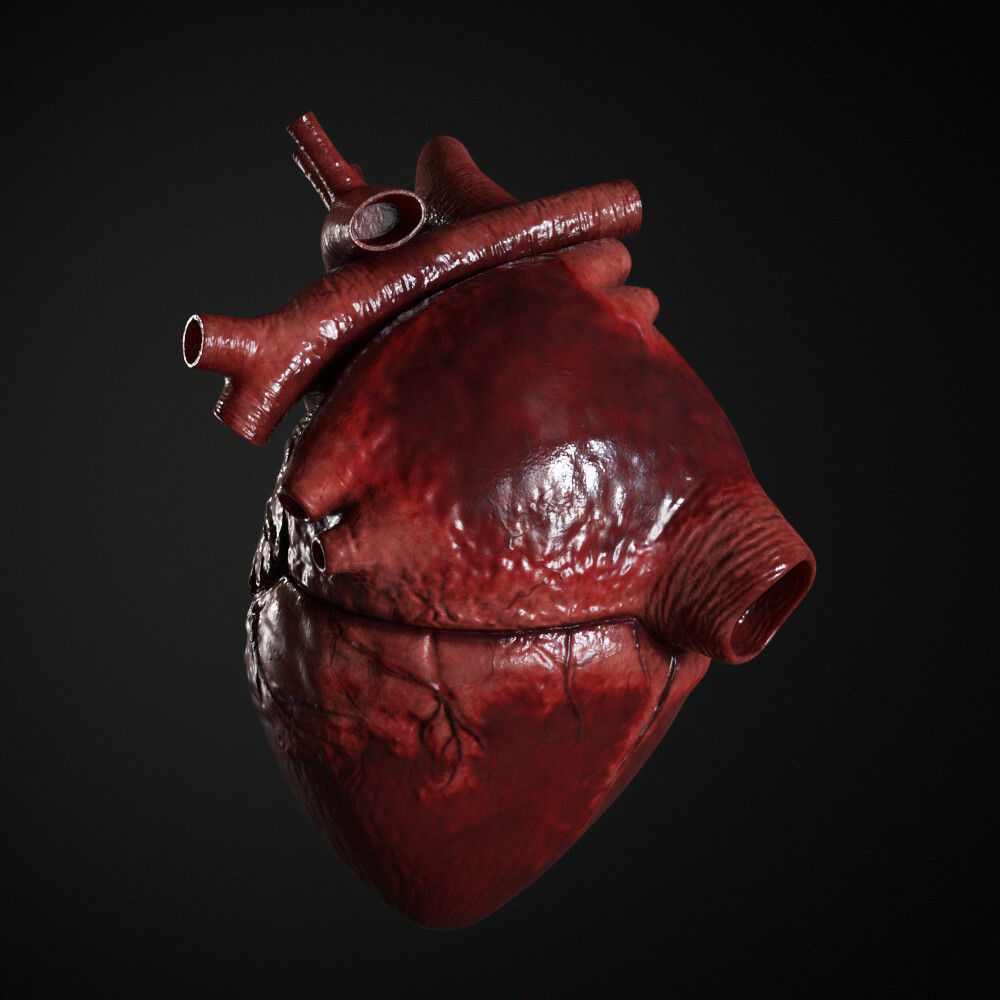 Human Heart 3D model_2