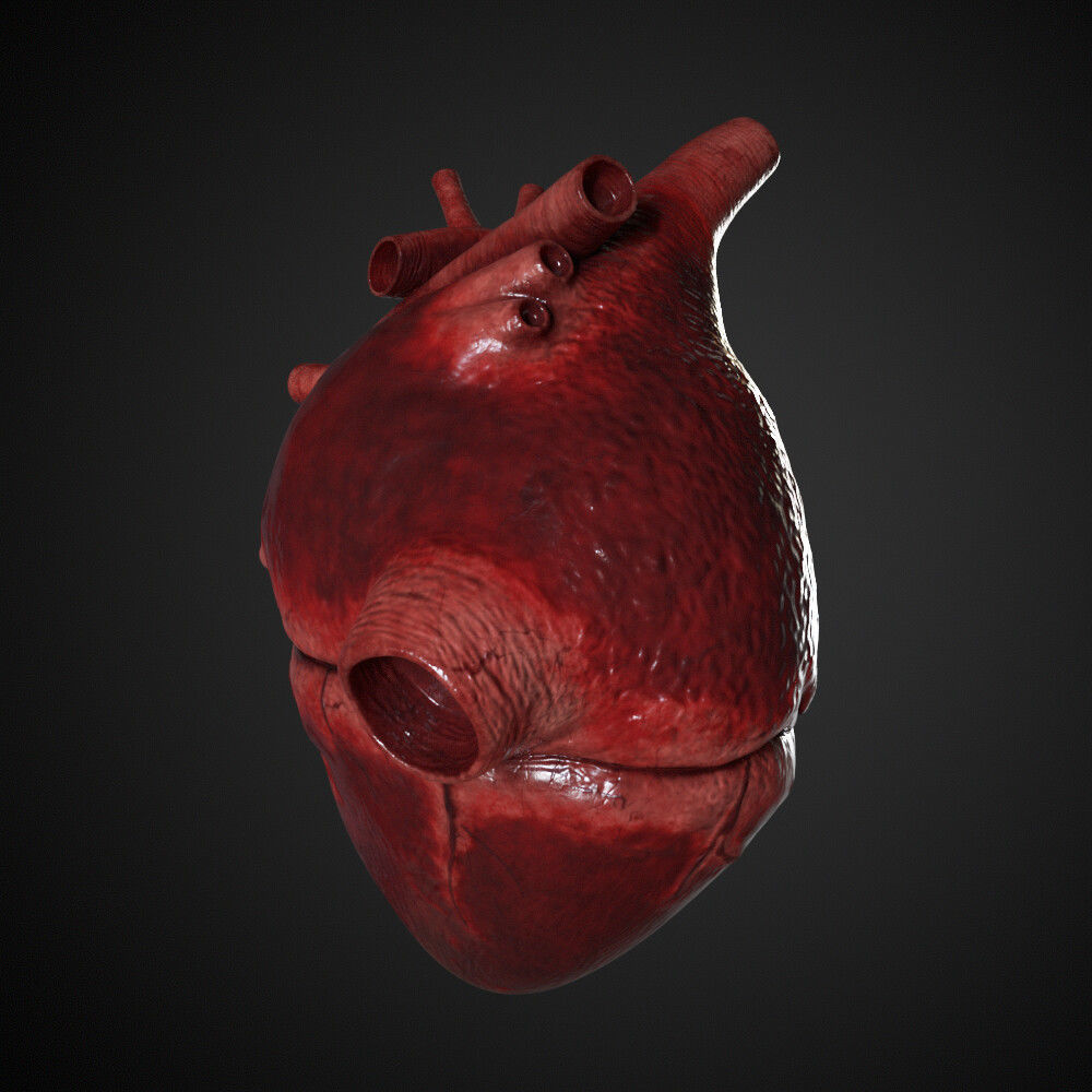 Human Heart 3D model_3