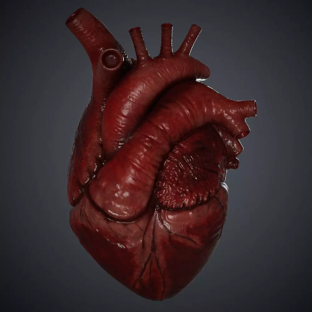 Human Heart 3D model_0