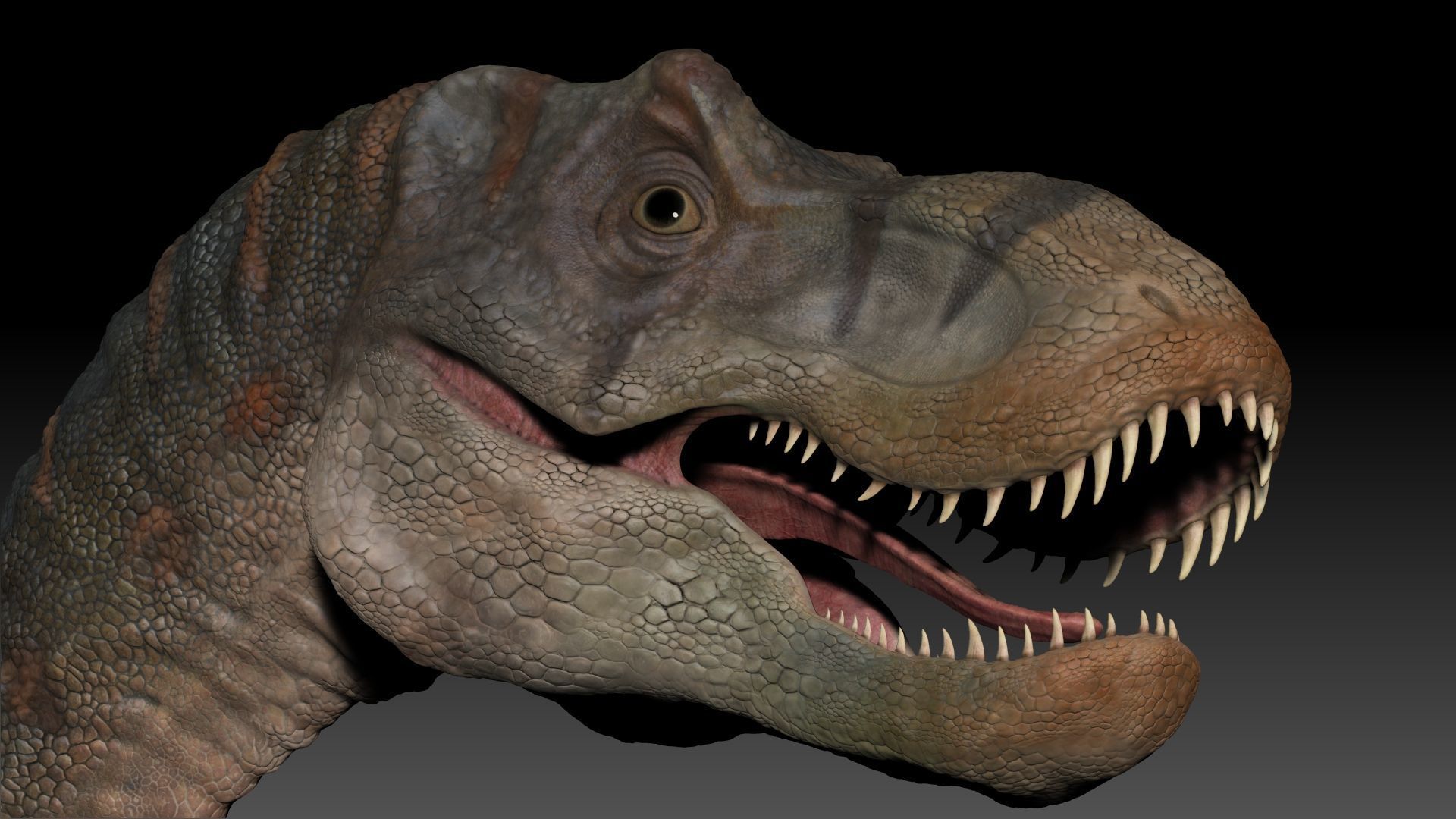Dinosaur Baby Tyrannosaurus Rex Sculpt Project 3D model_12