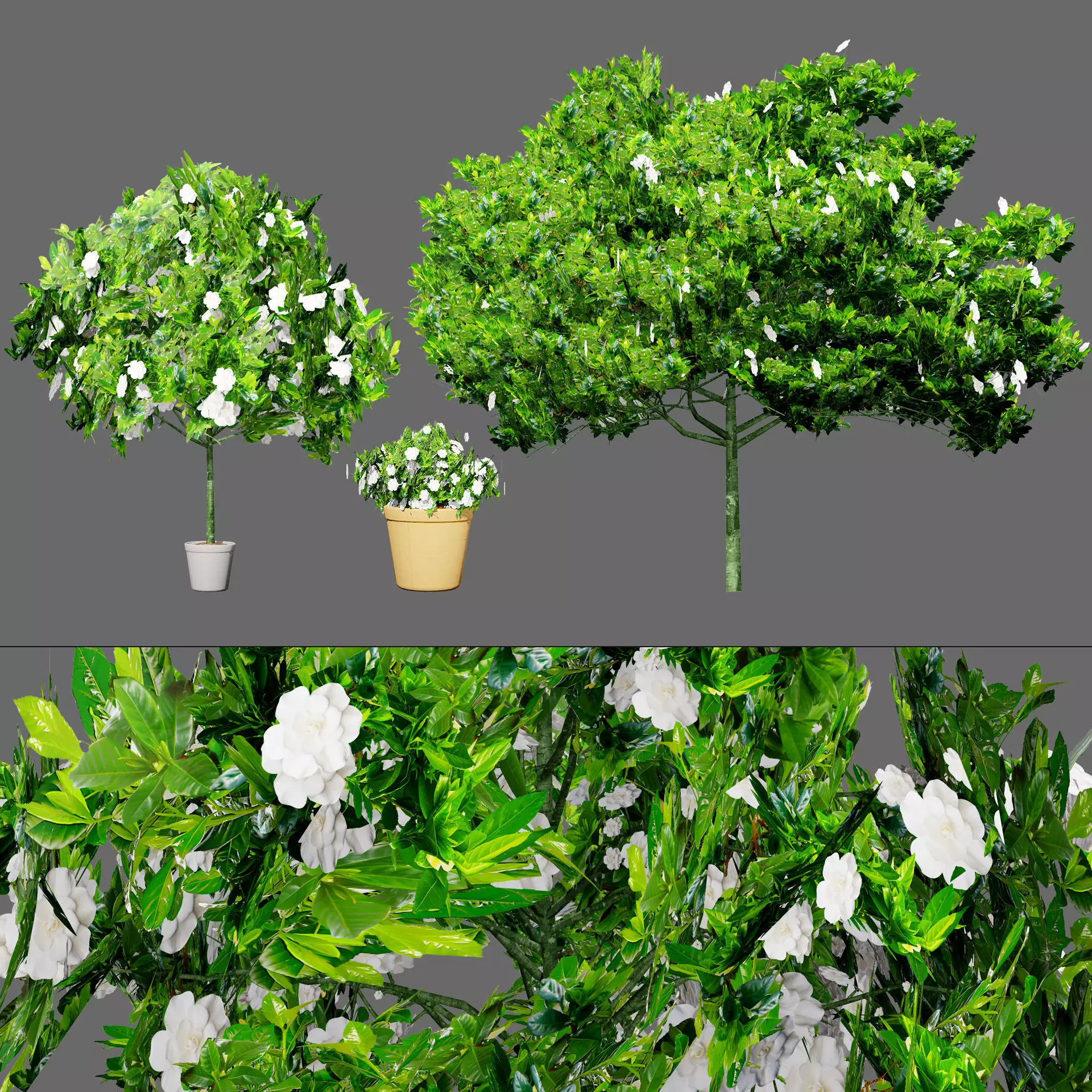 Gardenia Shrub Pack Low-poly 3D model