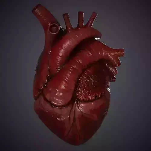 Human Heart With Source files Zbrush and Substance Painter 3D model
