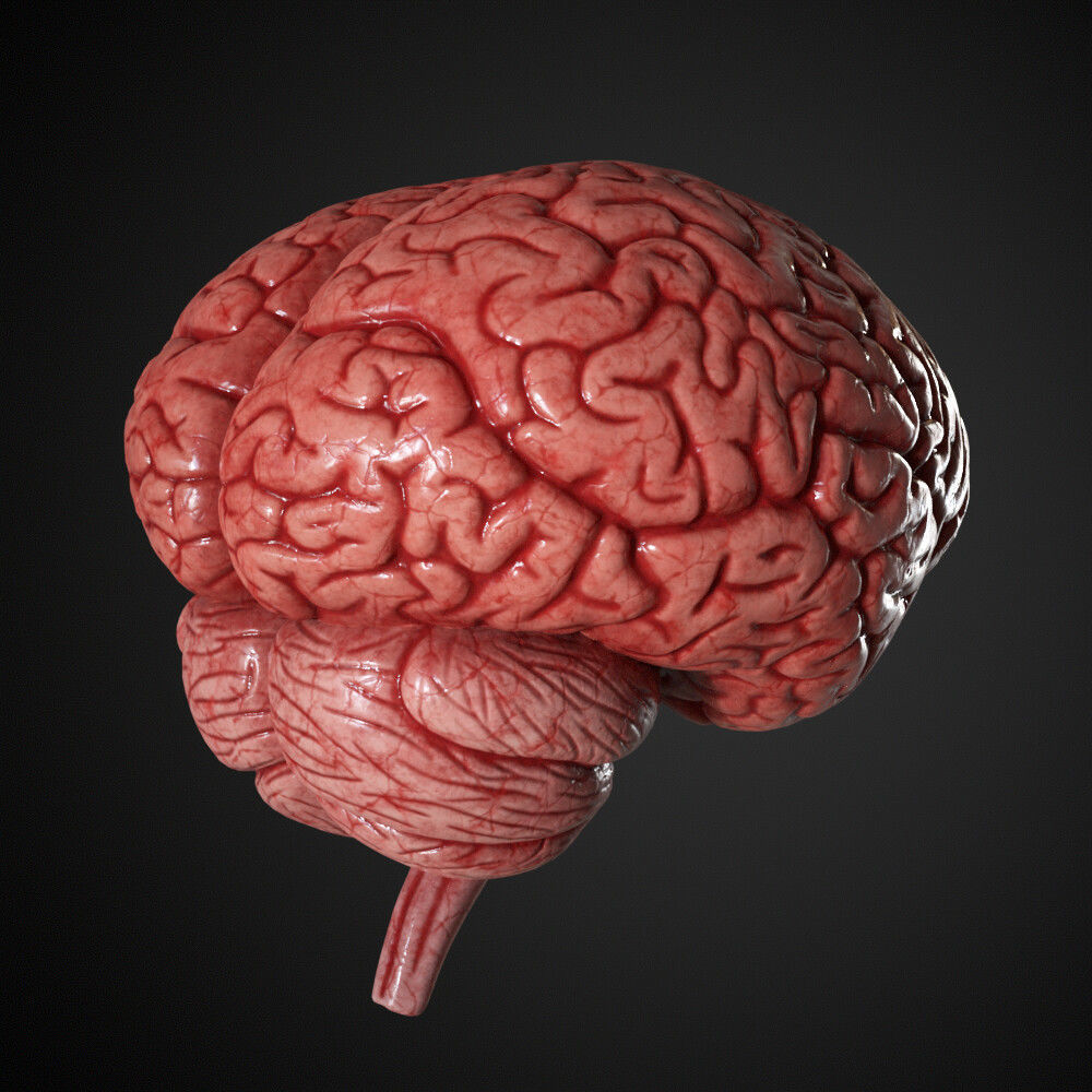 Human Brain 3D model_3