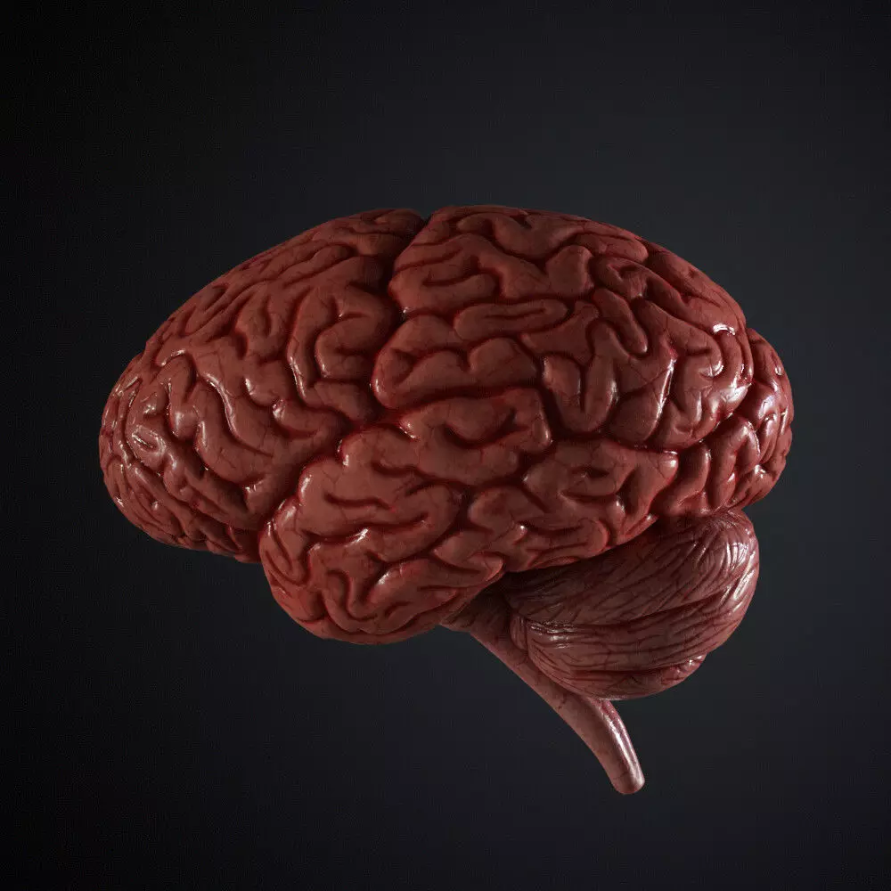Human Brain 3D model_0