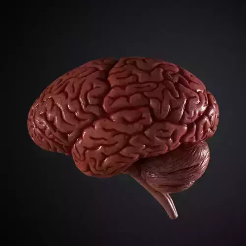 Human Brain 3D model