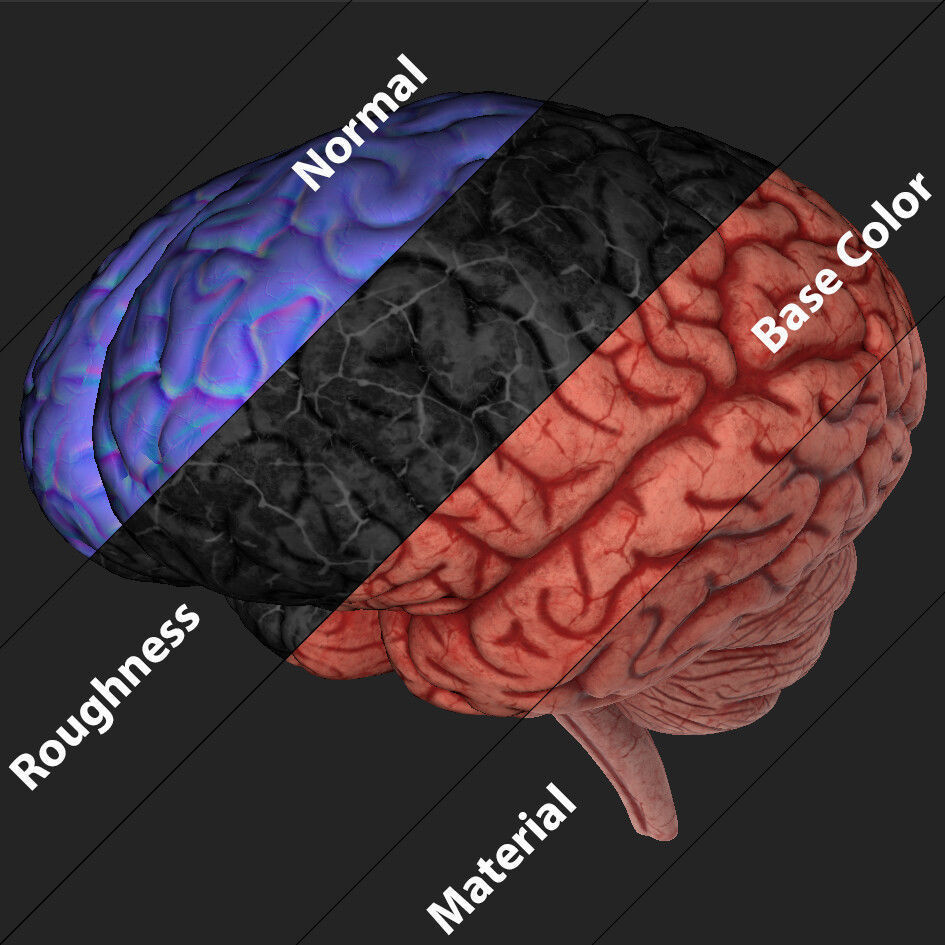Human Brain Model with Ztool and Substance painter file 3D model_4