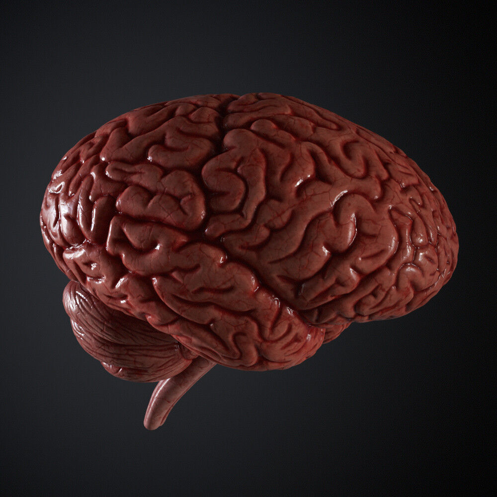 Human Brain Model with Ztool and Substance painter file 3D model_2
