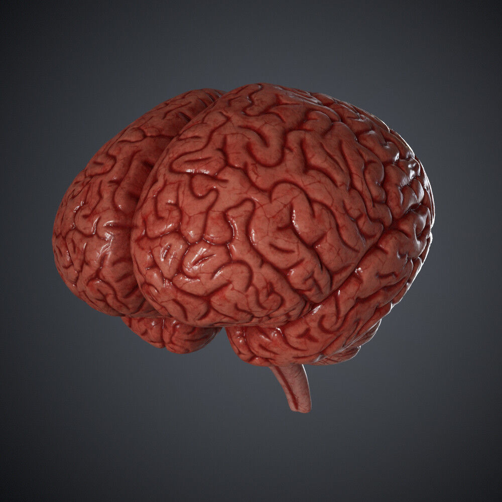Human Brain Model with Ztool and Substance painter file 3D model_1